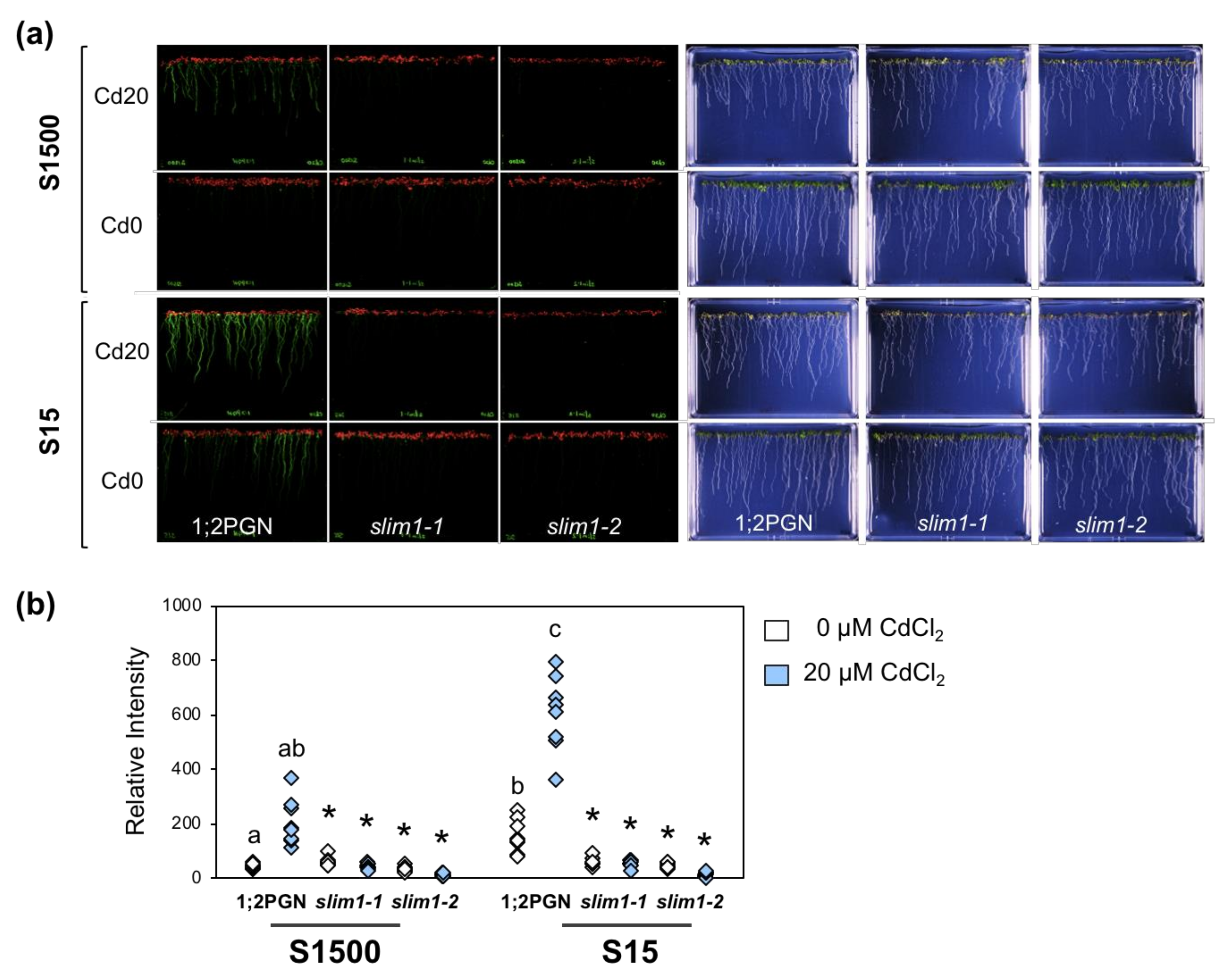 Plants 09 00163 g005 Plants 09 00163 g005