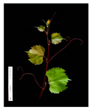 Plants 09 00174 i001 Plants 09 00174 i001