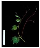 Plants 09 00174 i002 Plants 09 00174 i002