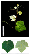 Plants 09 00174 i003 Plants 09 00174 i003