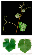 Plants 09 00174 i004 Plants 09 00174 i004