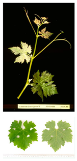 Plants 09 00174 i005 Plants 09 00174 i005