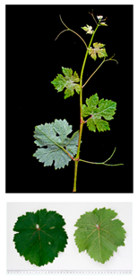 Plants 09 00174 i006 Plants 09 00174 i006