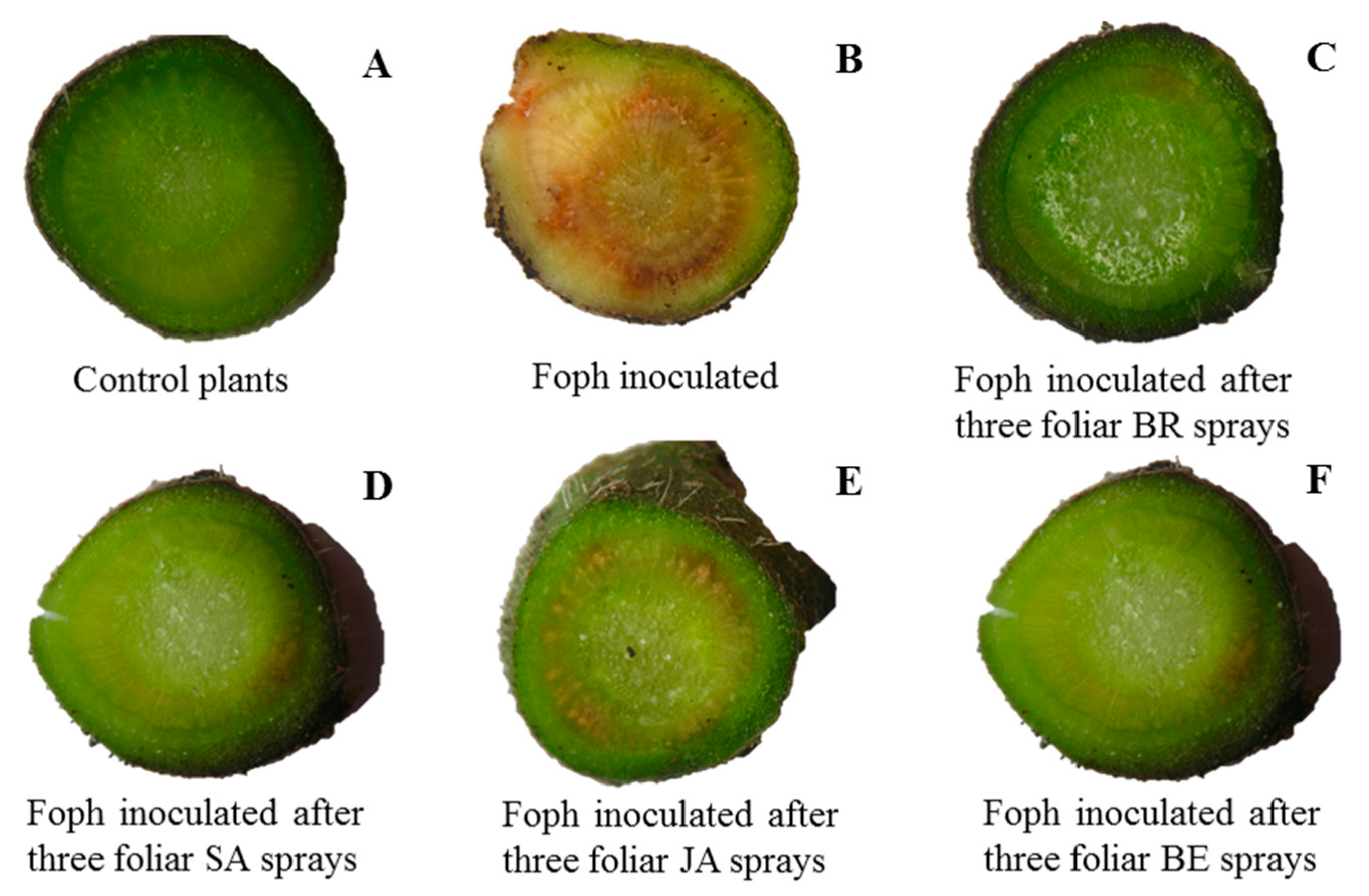 Plants 09 00176 g003