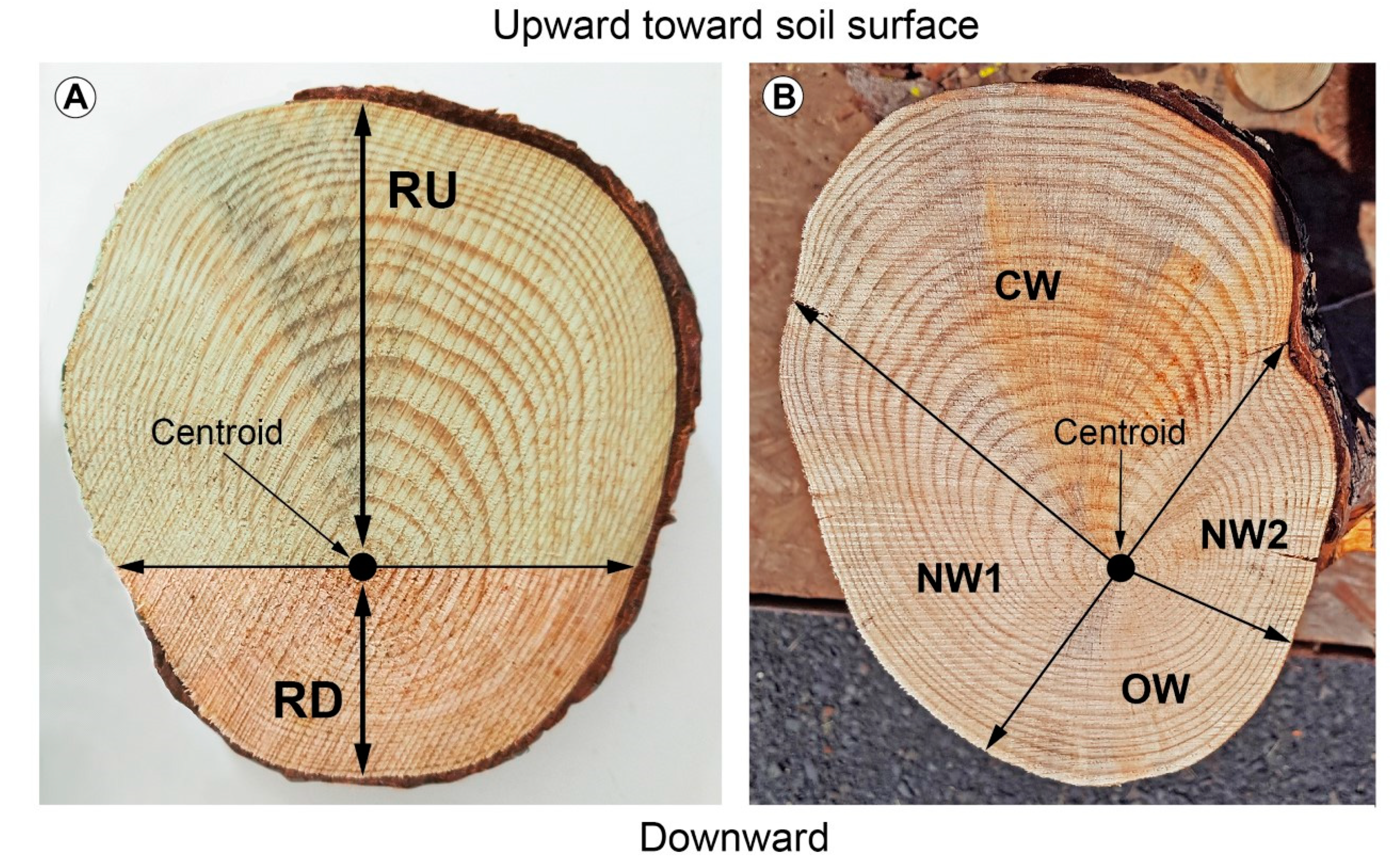 Plants 09 00181 g002