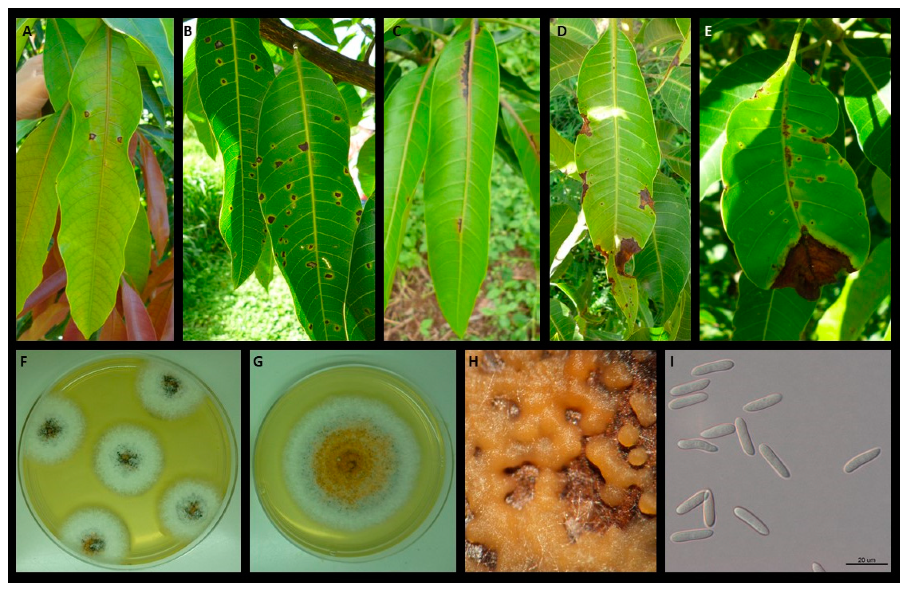 Plants 09 00182 g001