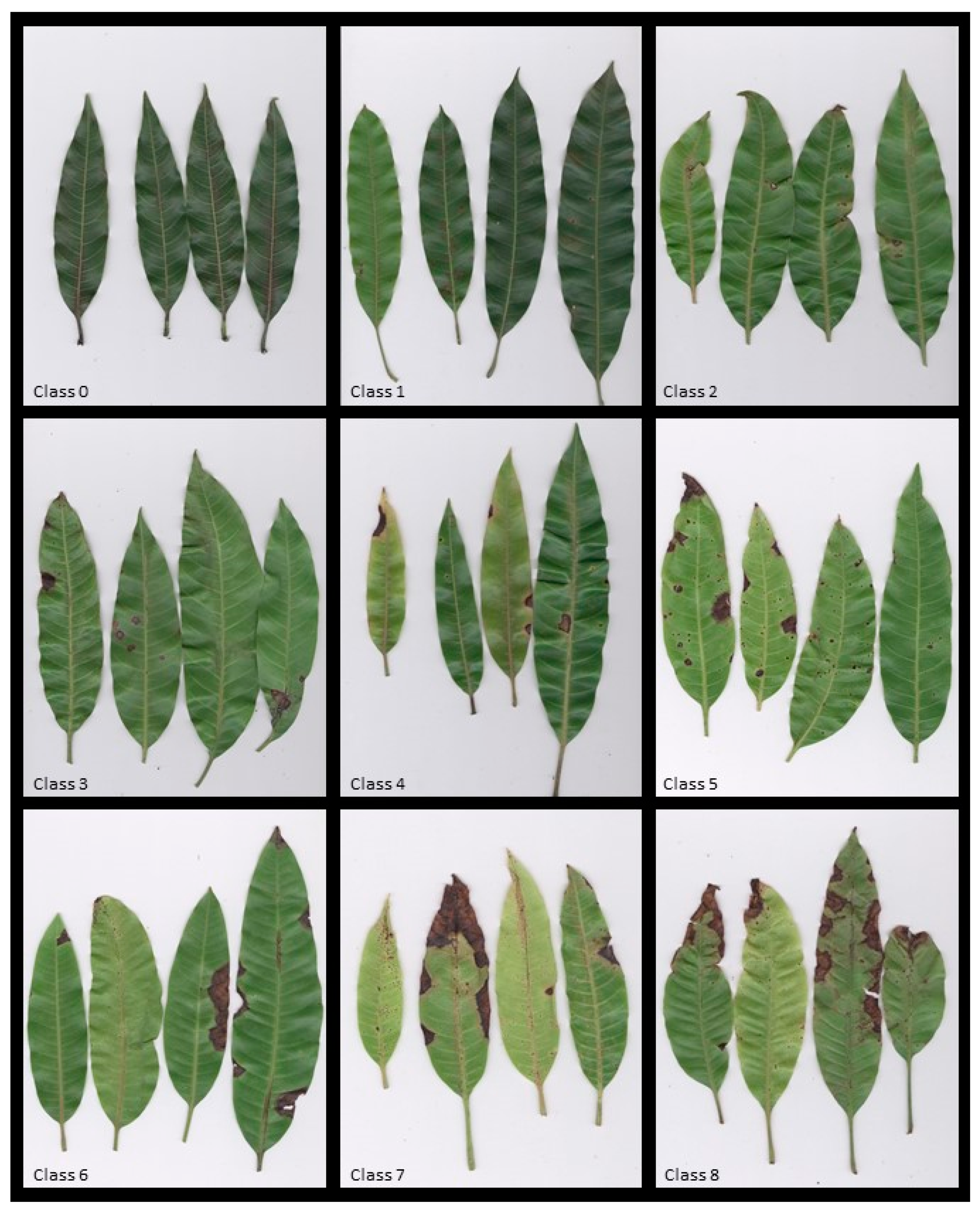 Plants 09 00182 g003