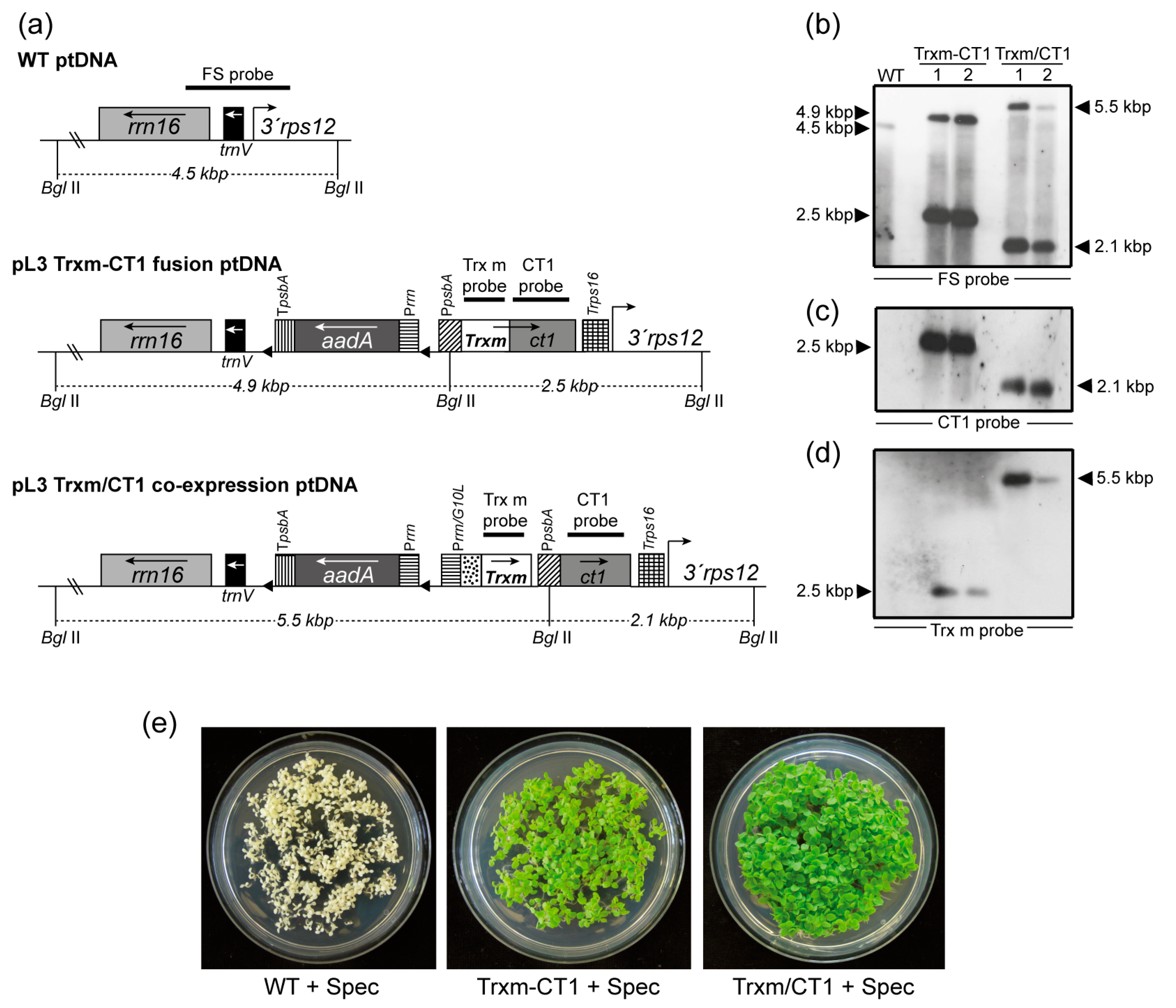 Plants 09 00183 g001