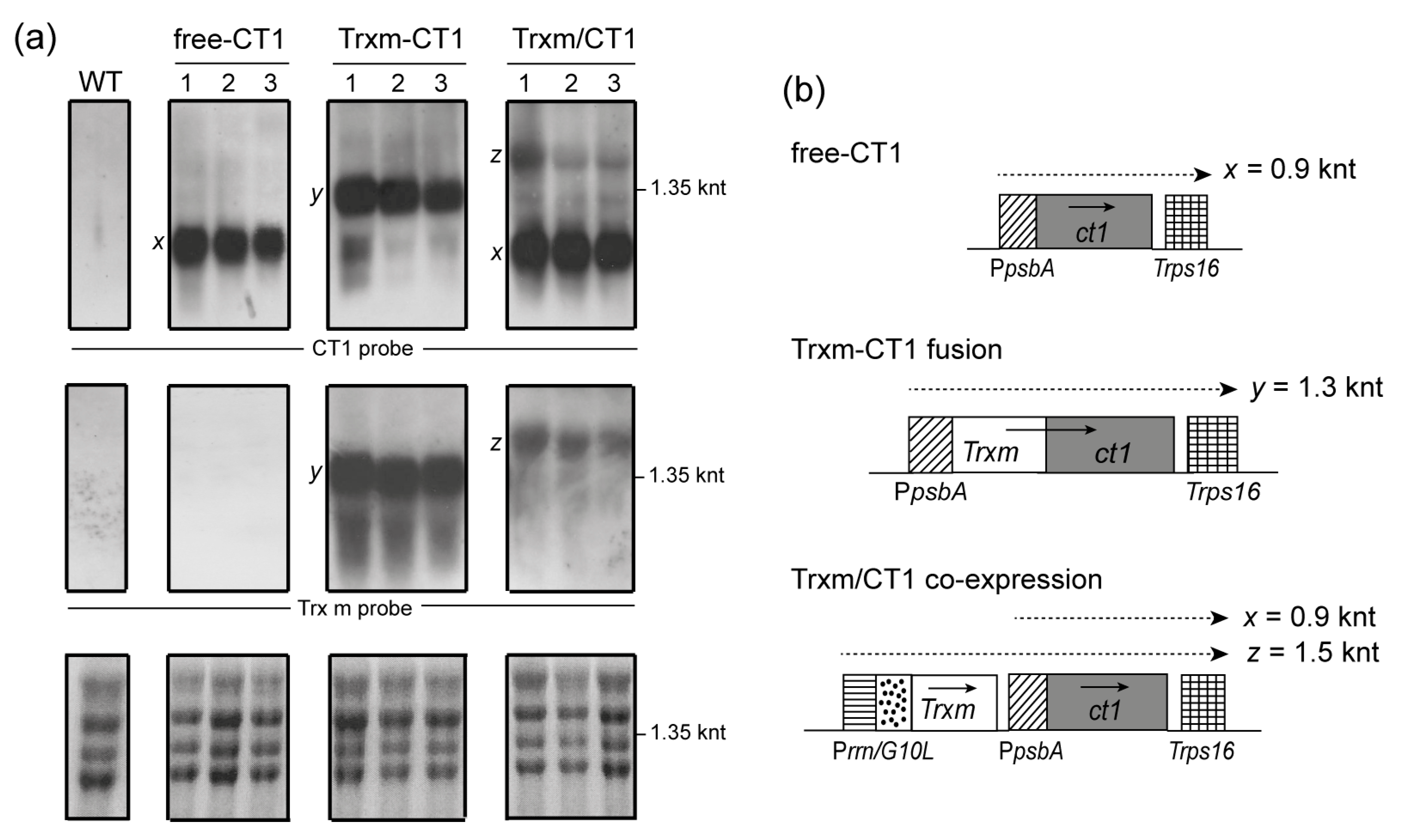 Plants 09 00183 g003