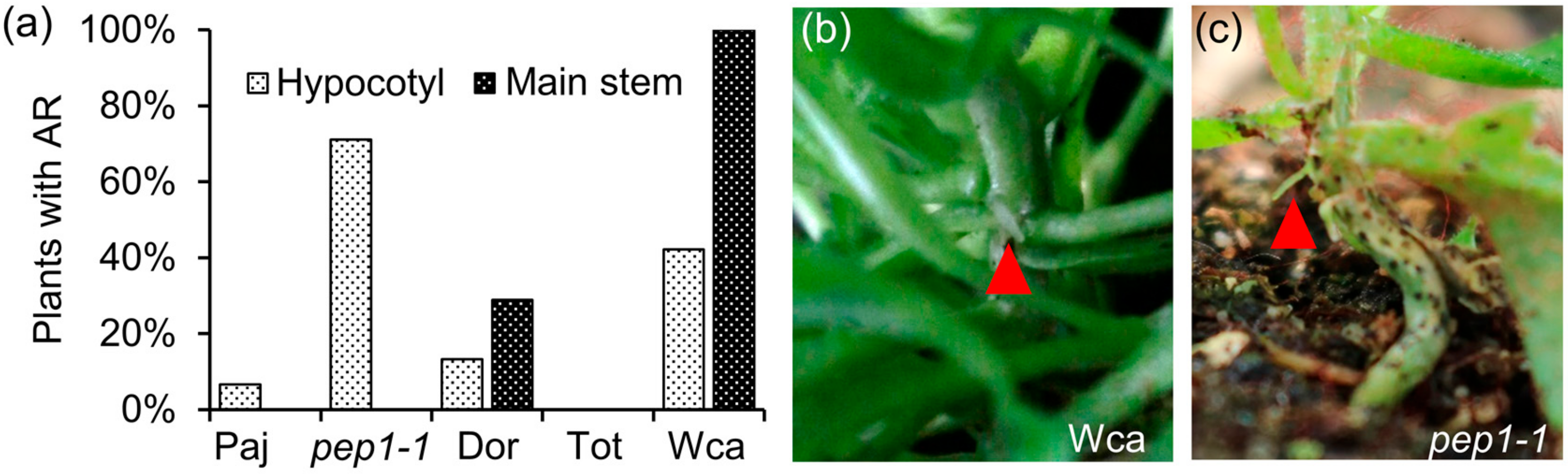 Plants 09 00184 g001
