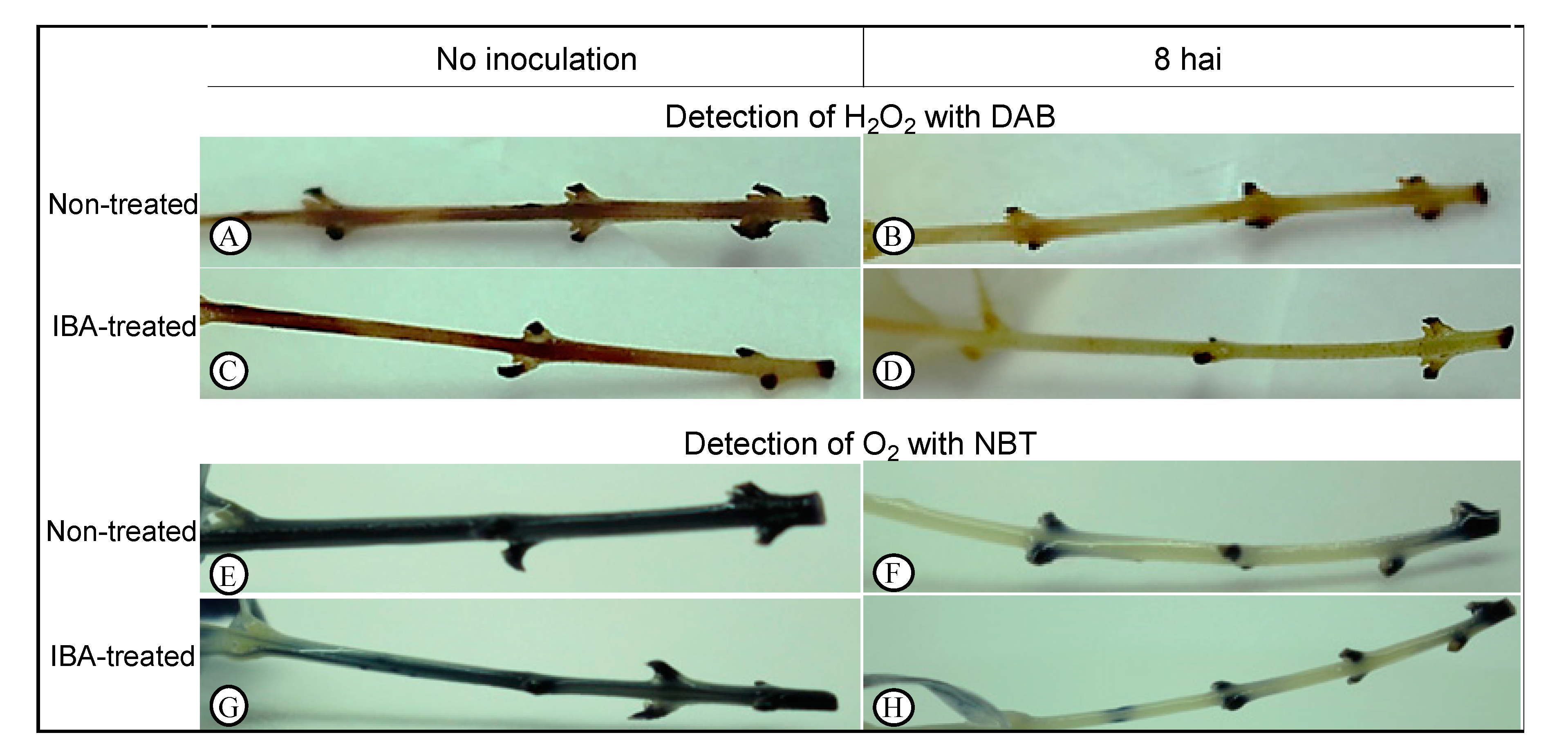 Plants 09 00185 g002