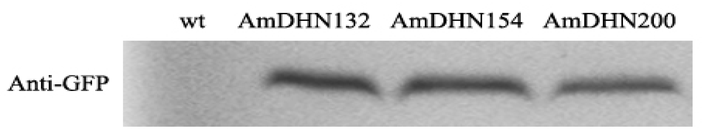 Plants 09 00193 g002