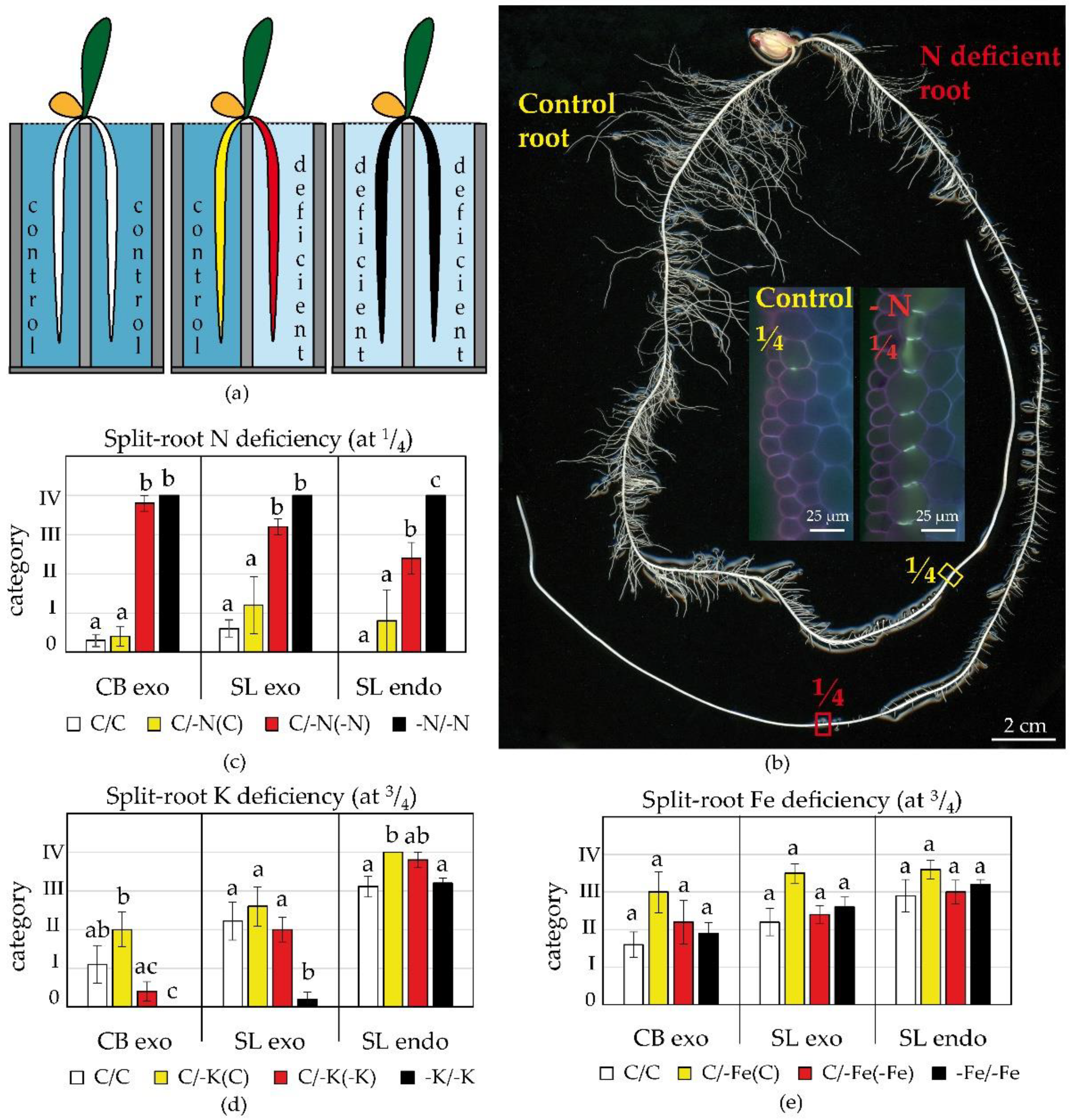 Plants 09 00201 g003