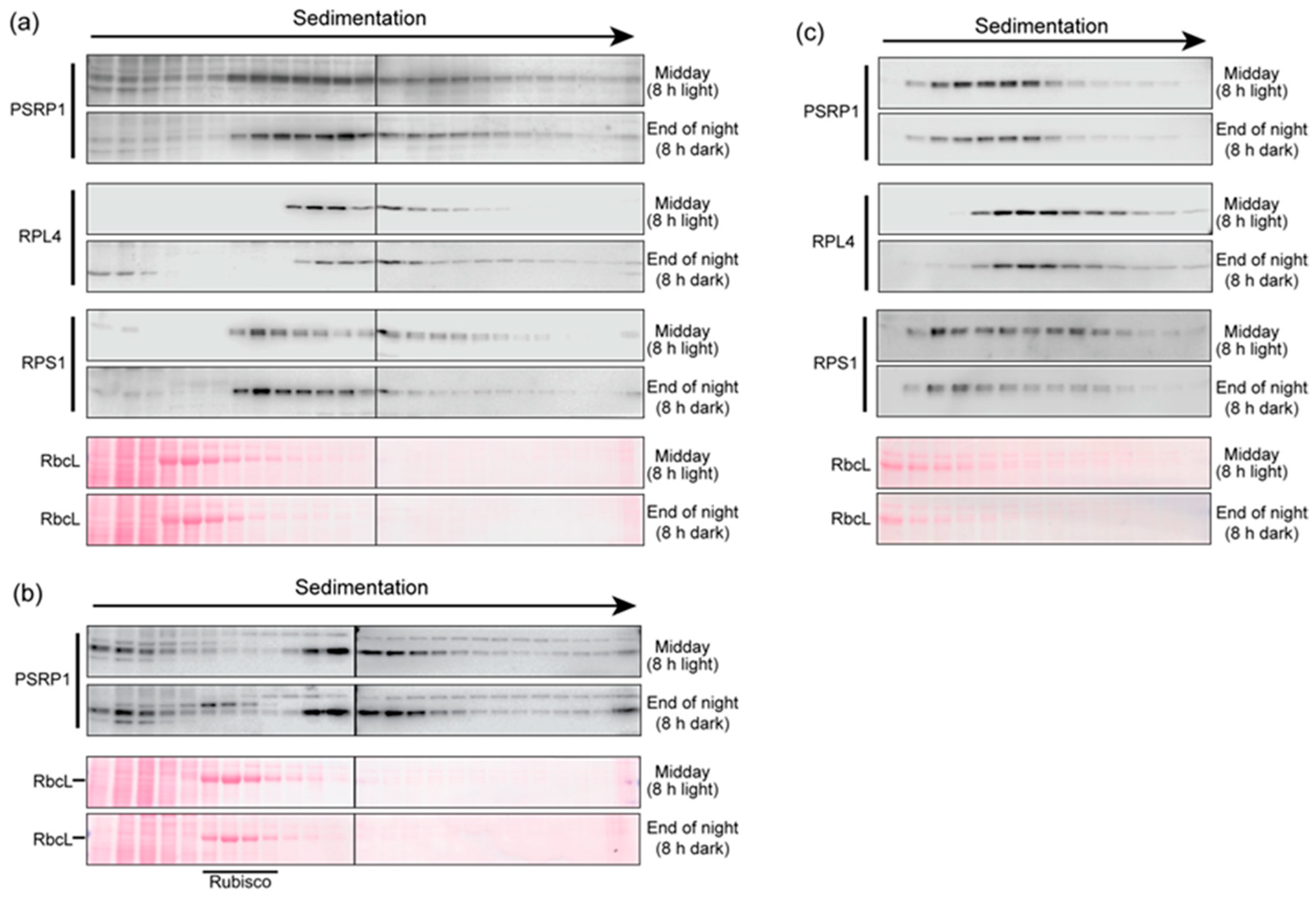 Plants 09 00209 g002