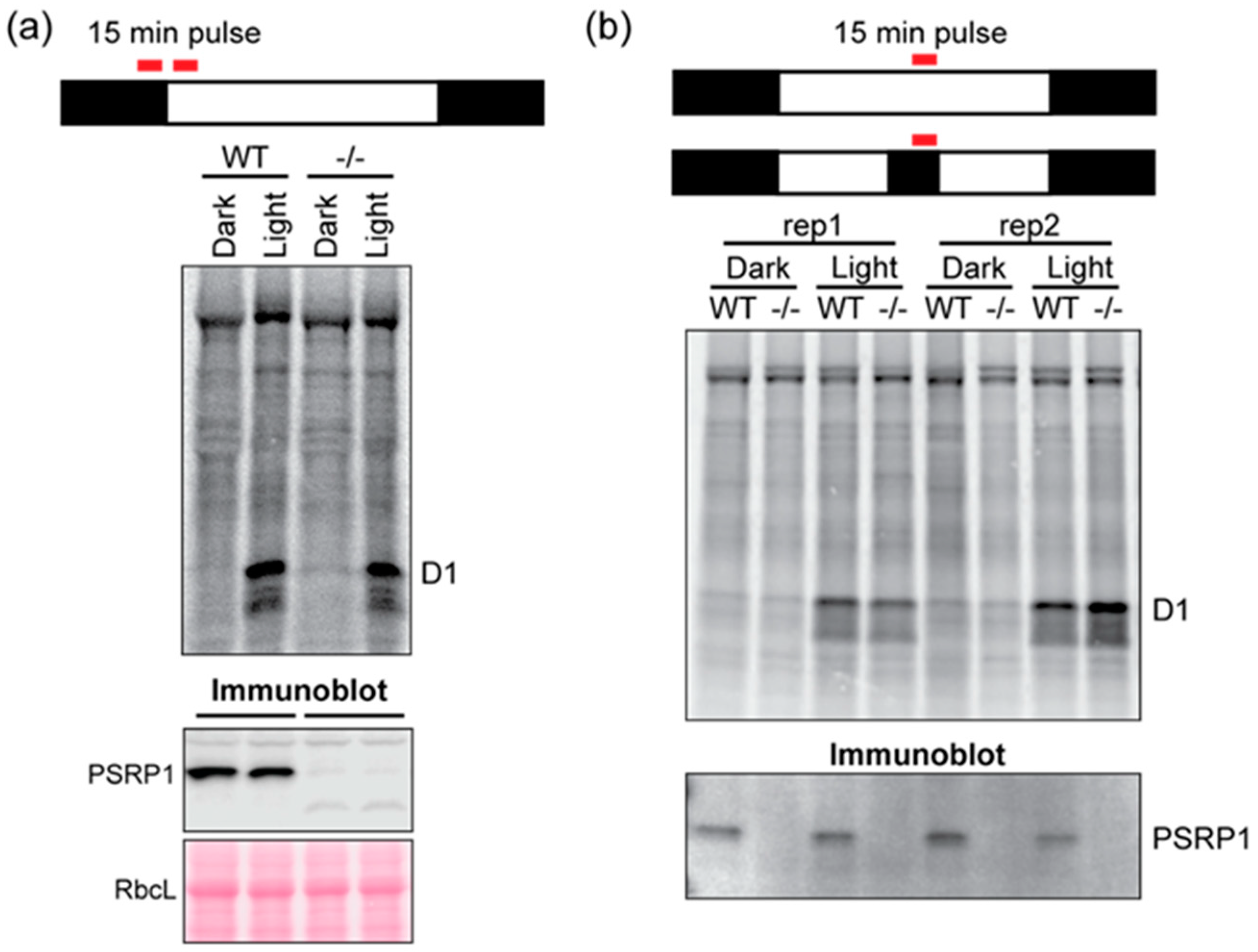 Plants 09 00209 g004