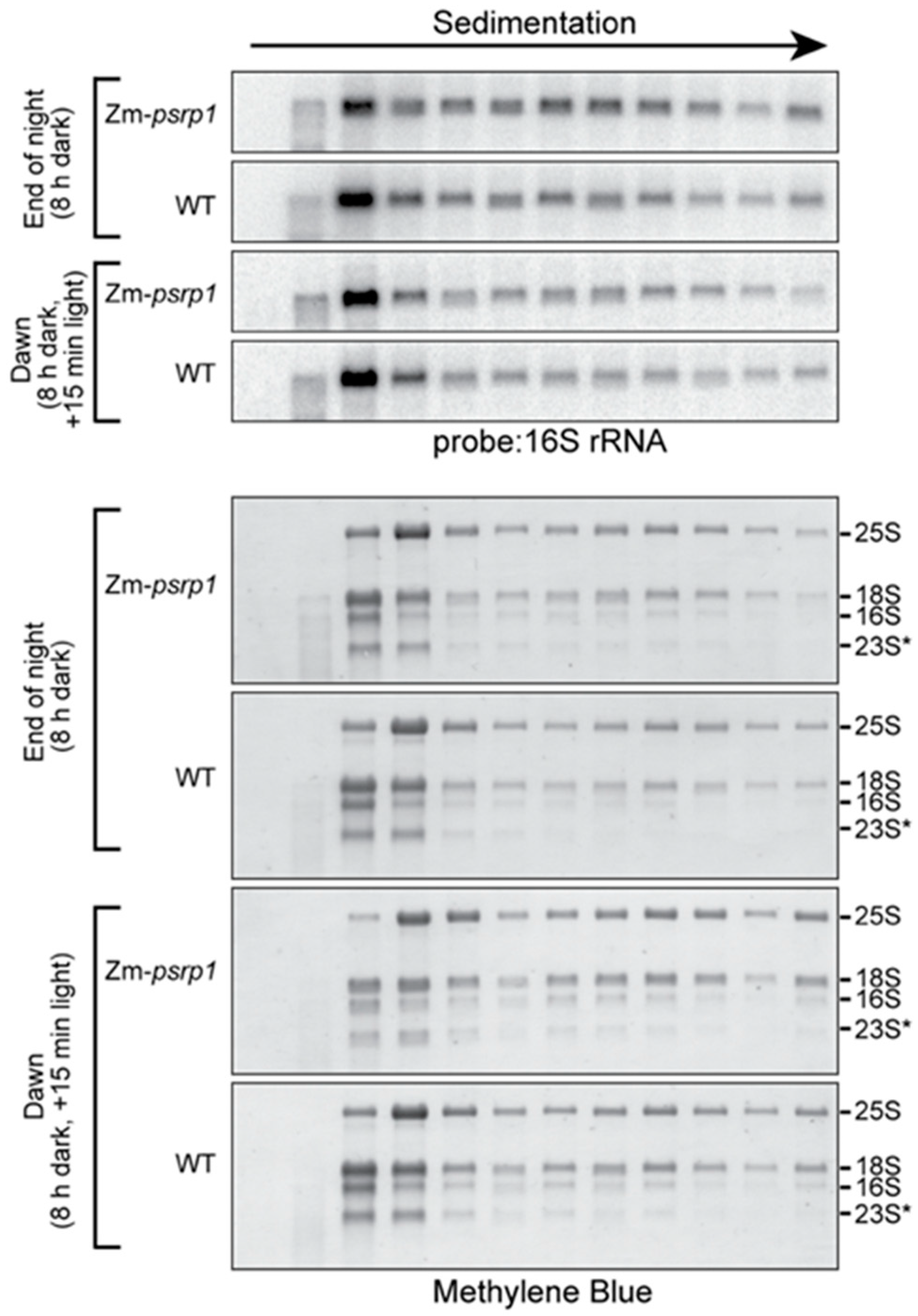 Plants 09 00209 g005