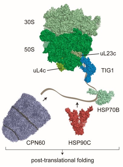 Plants 09 00214 g001