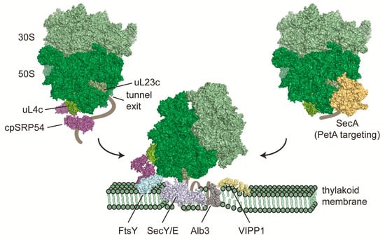 Plants 09 00214 g002