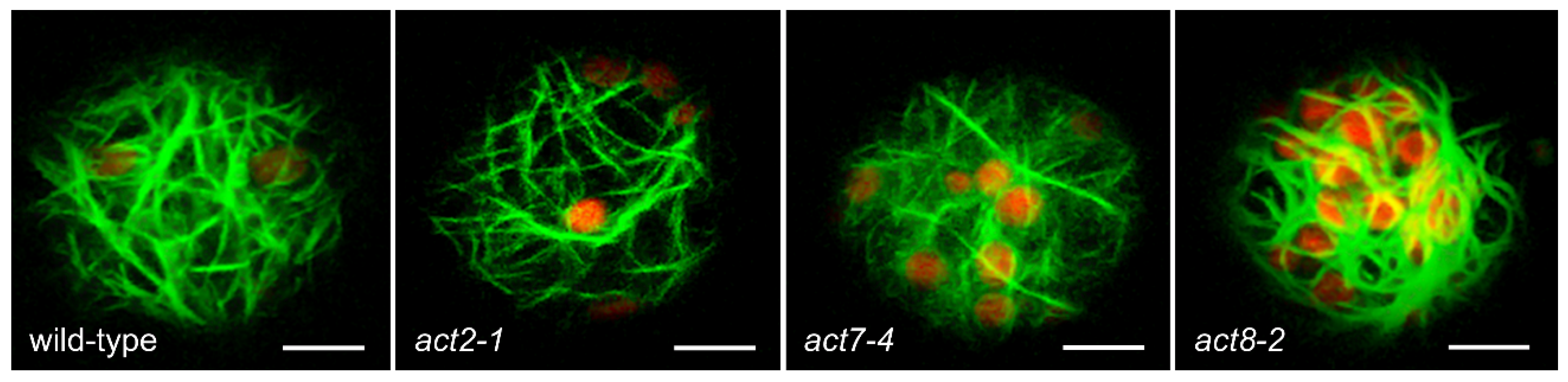 Plants 09 00225 g003