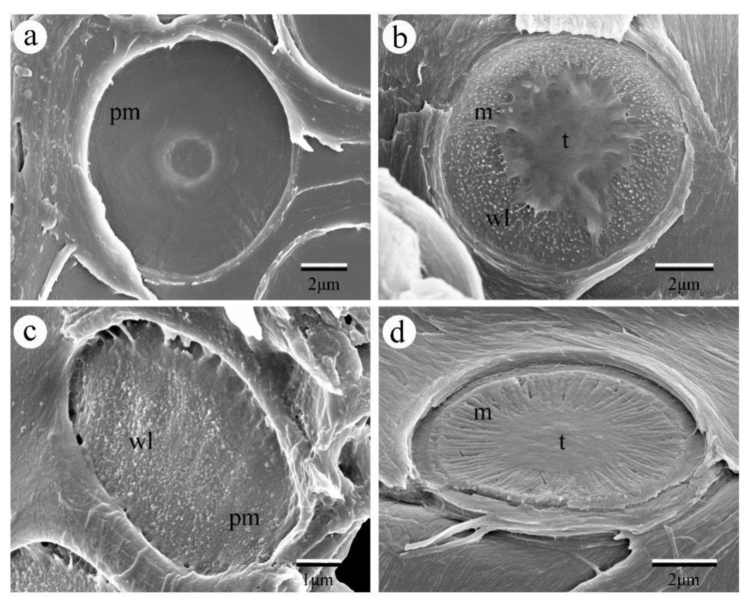 Plants 09 00231 g001