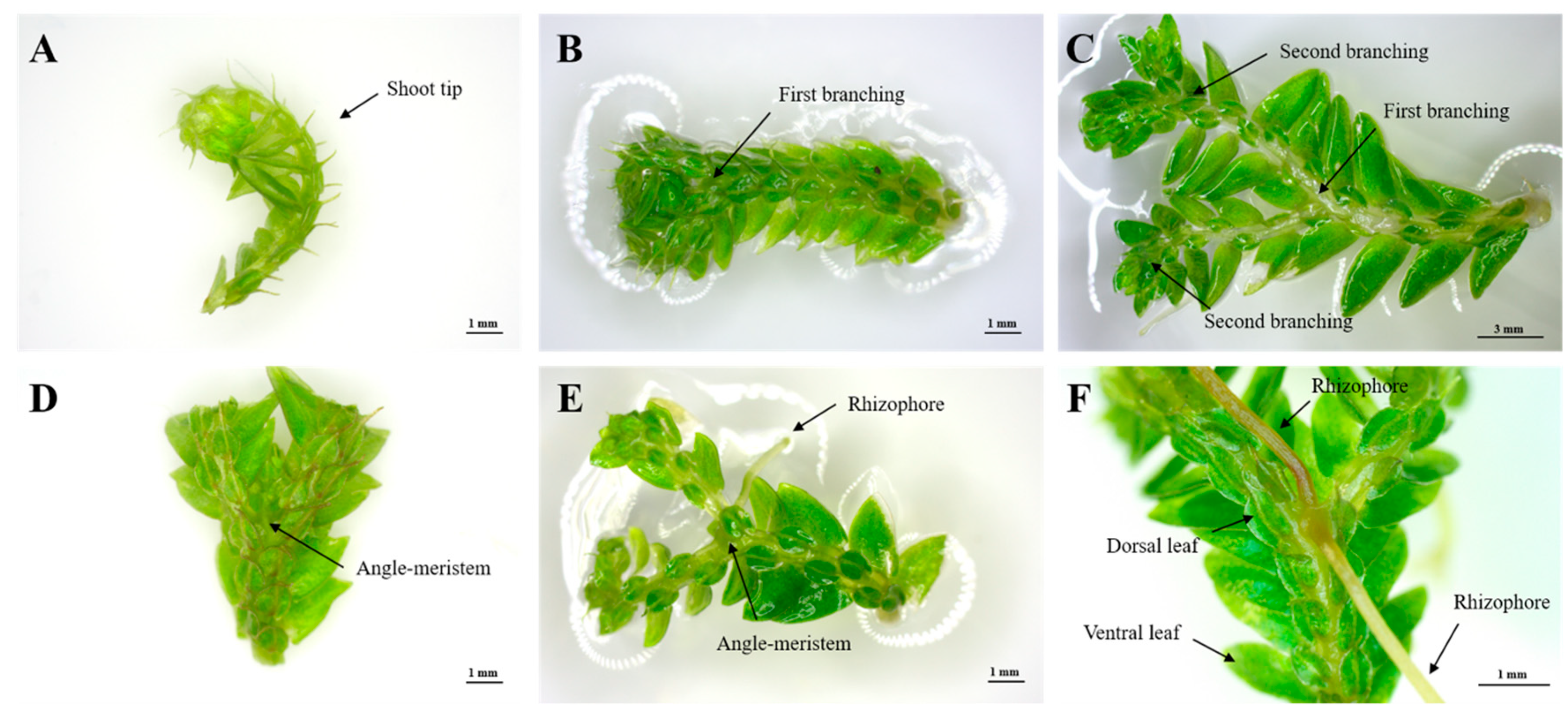 Plants 09 00235 g001