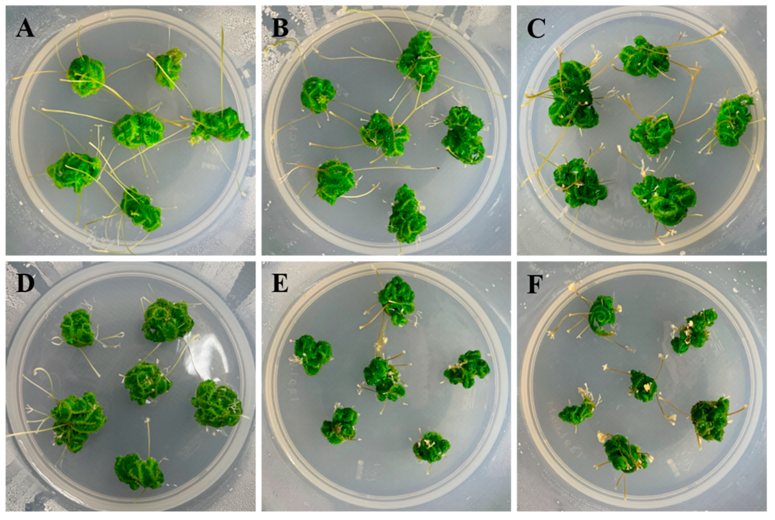 Plants 09 00235 g003