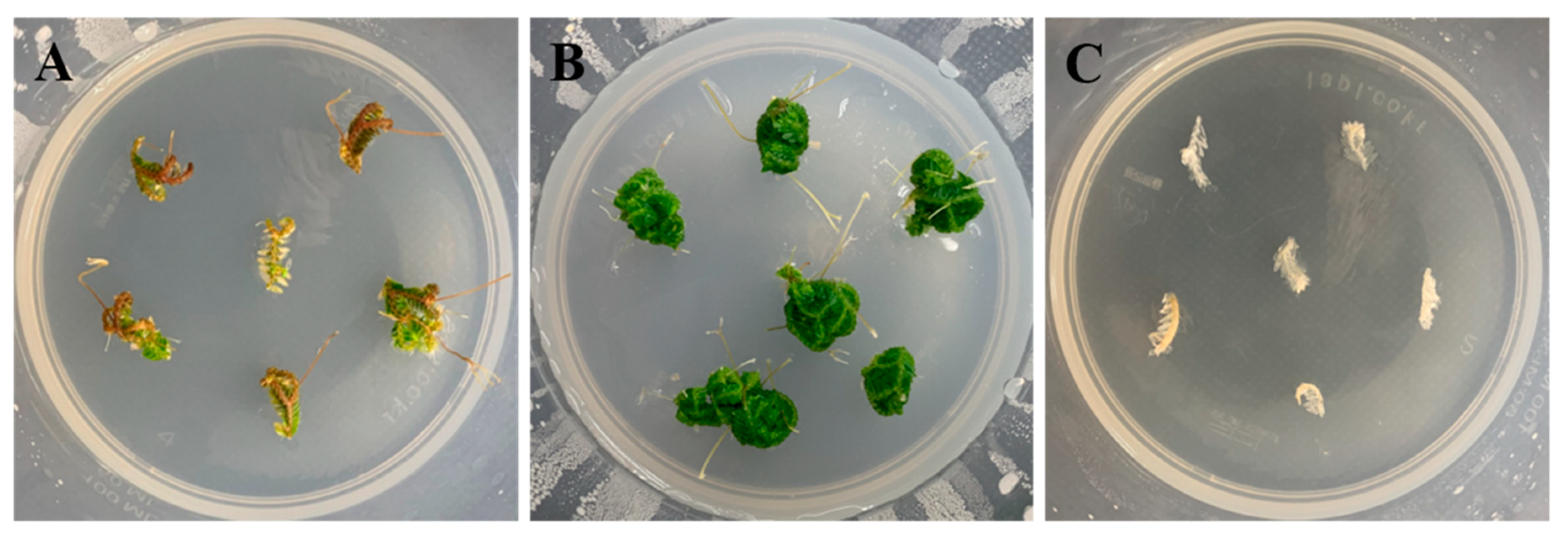 Plants 09 00235 g004