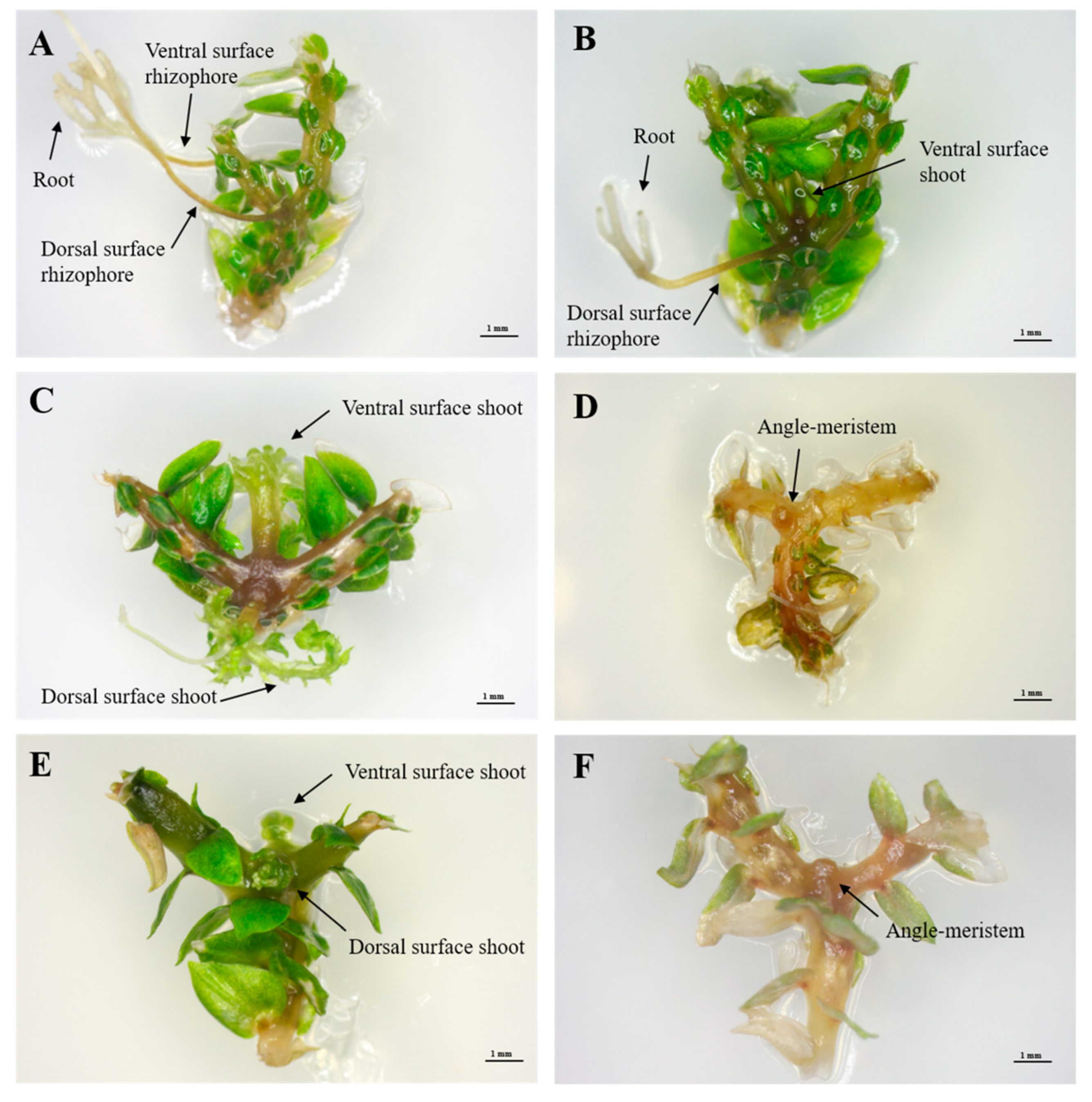 Plants 09 00235 g005