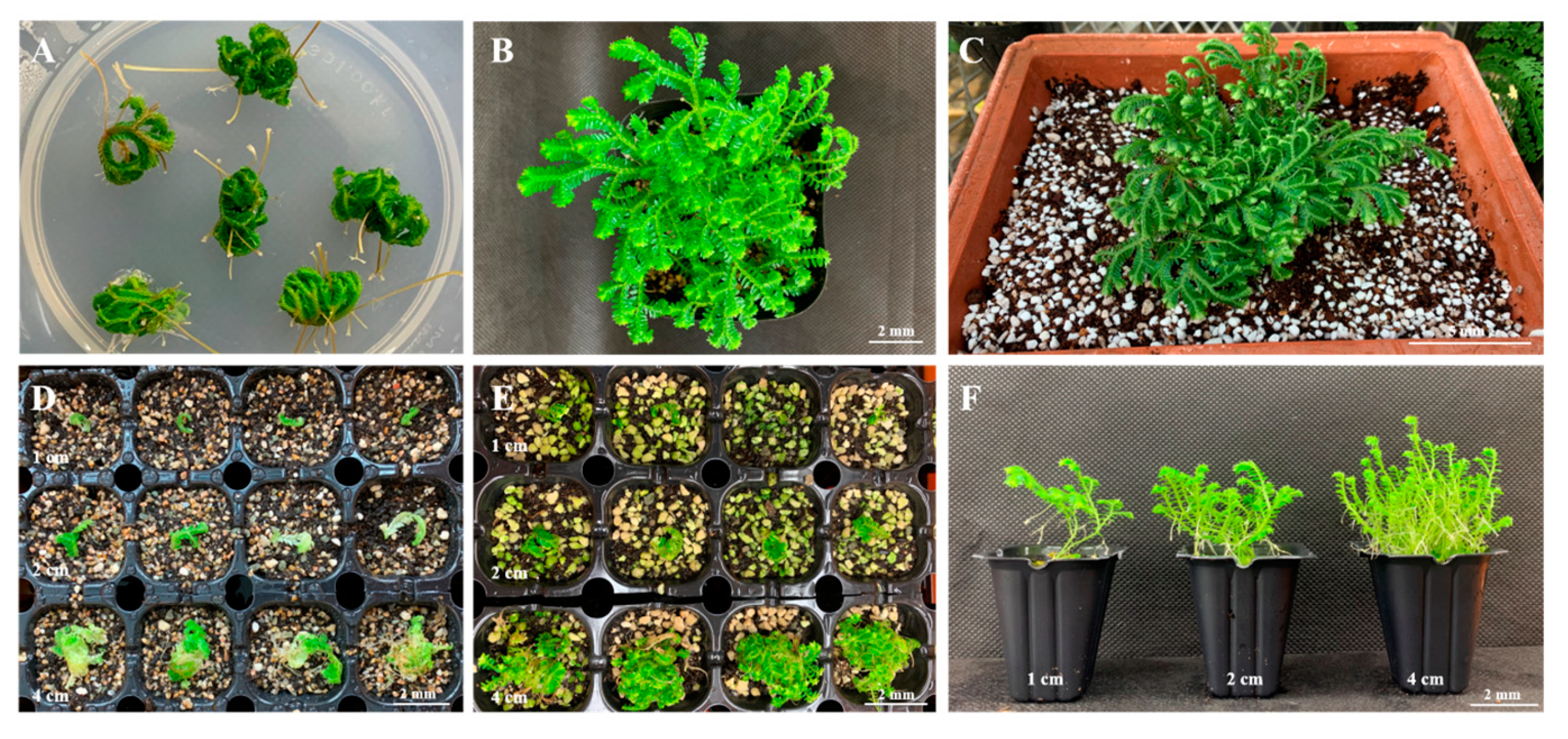 Plants 09 00235 g006