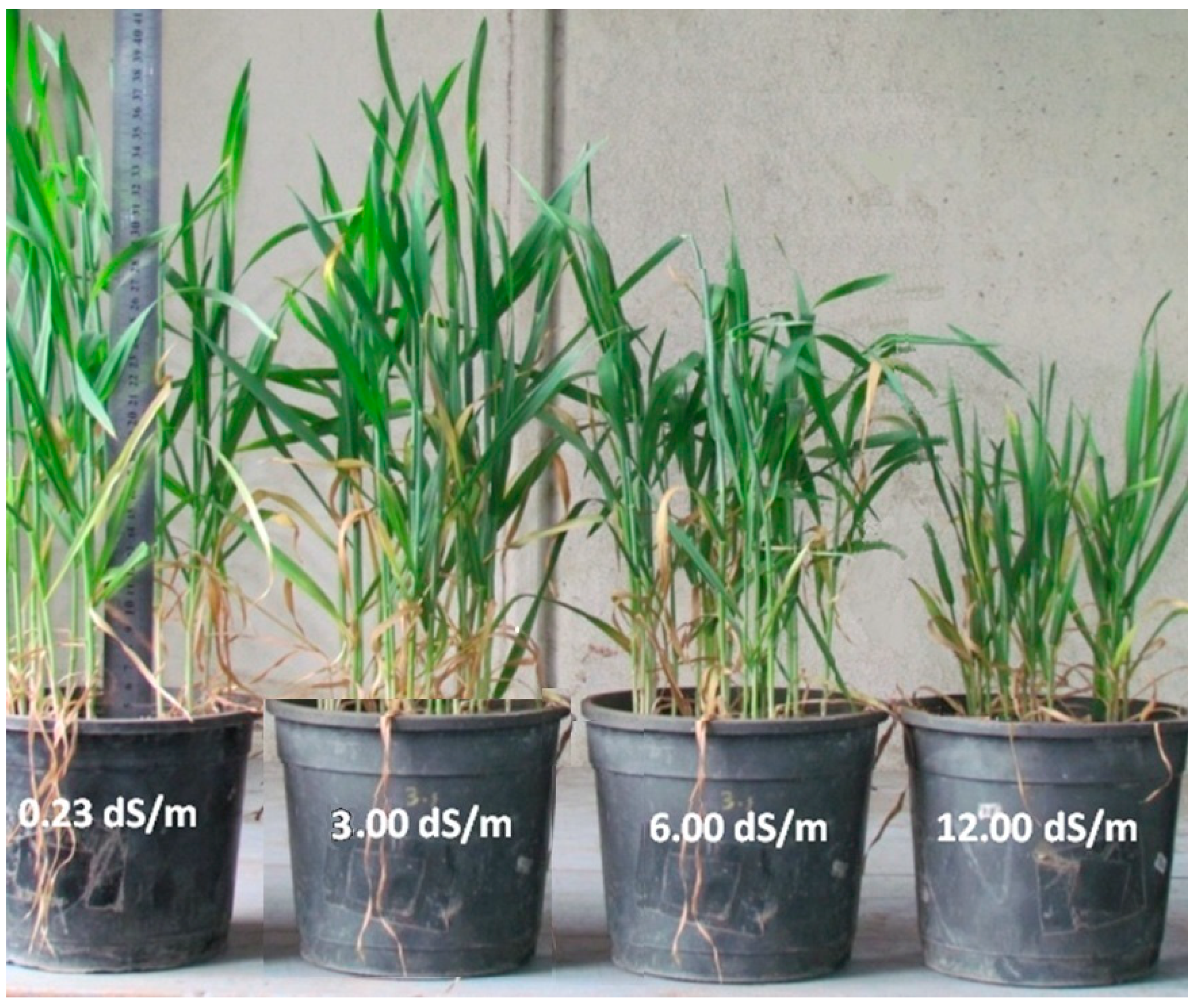 Plants 09 00237 g001