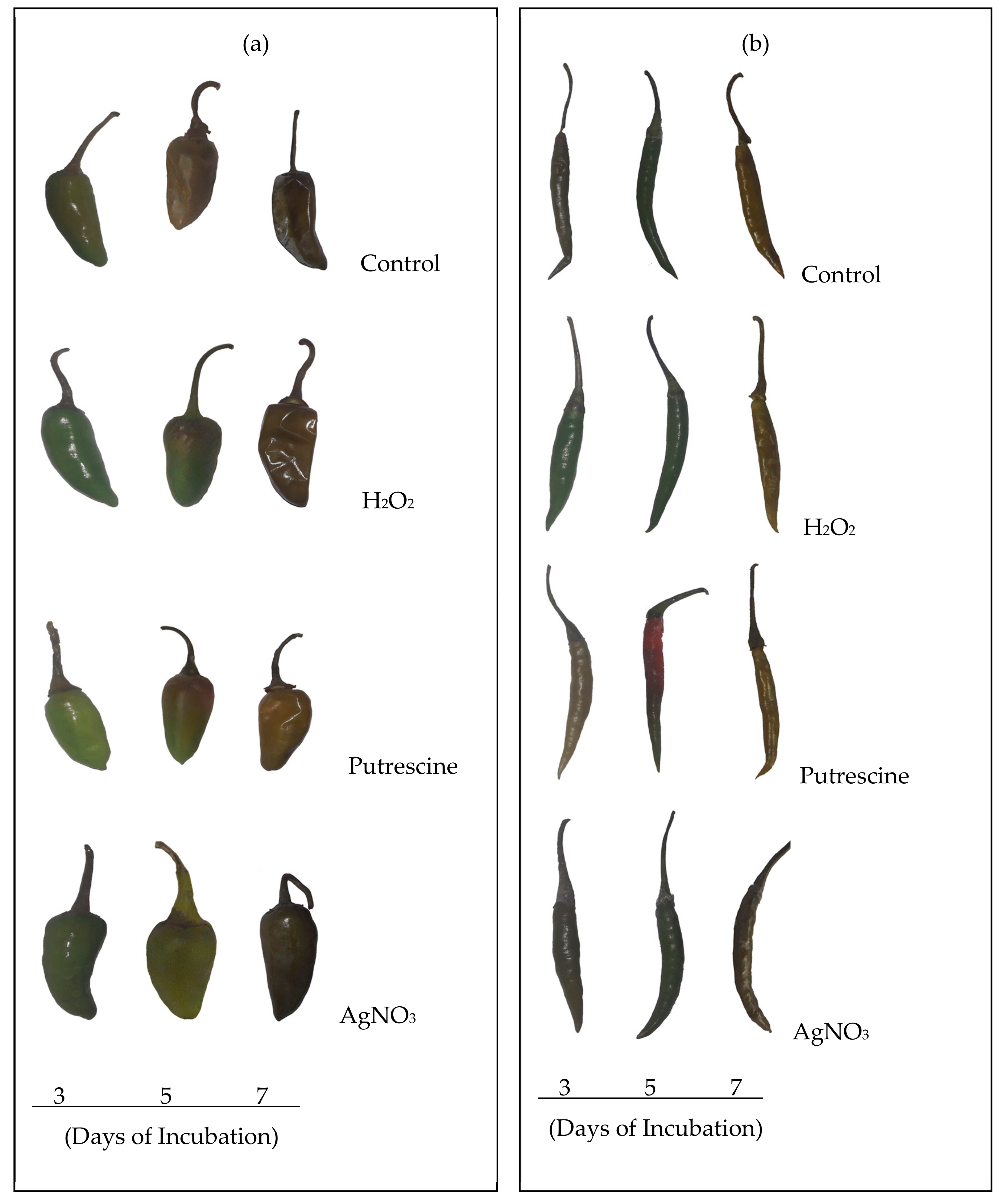 Plants 09 00238 g001 Plants 09 00238 g001