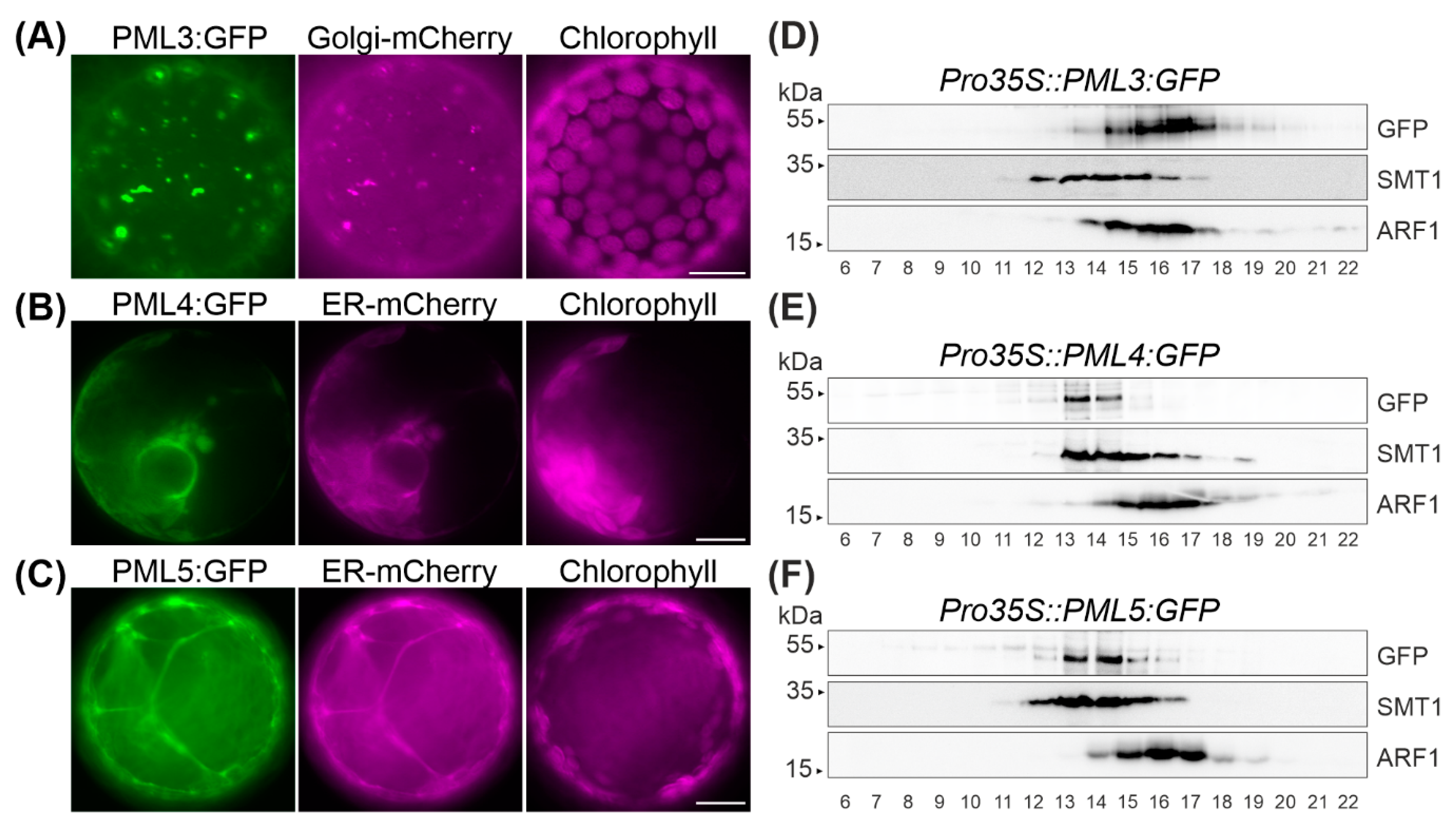 Plants 09 00239 g002