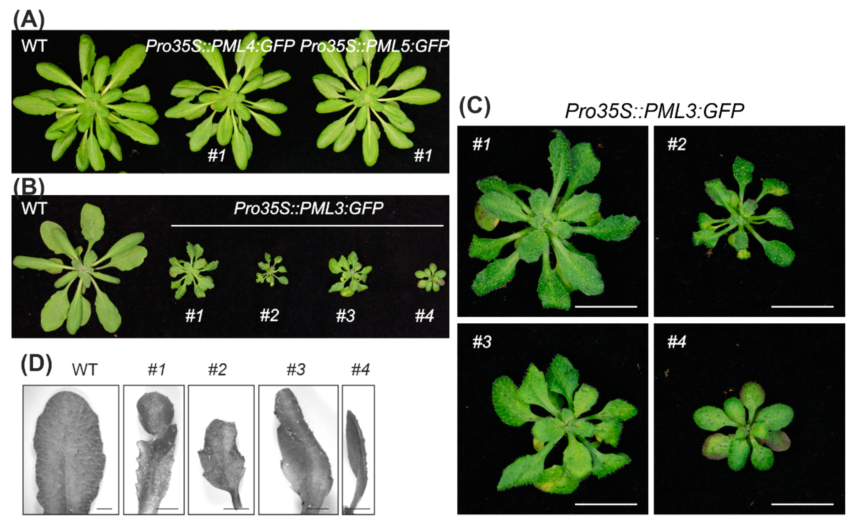 Plants 09 00239 g003