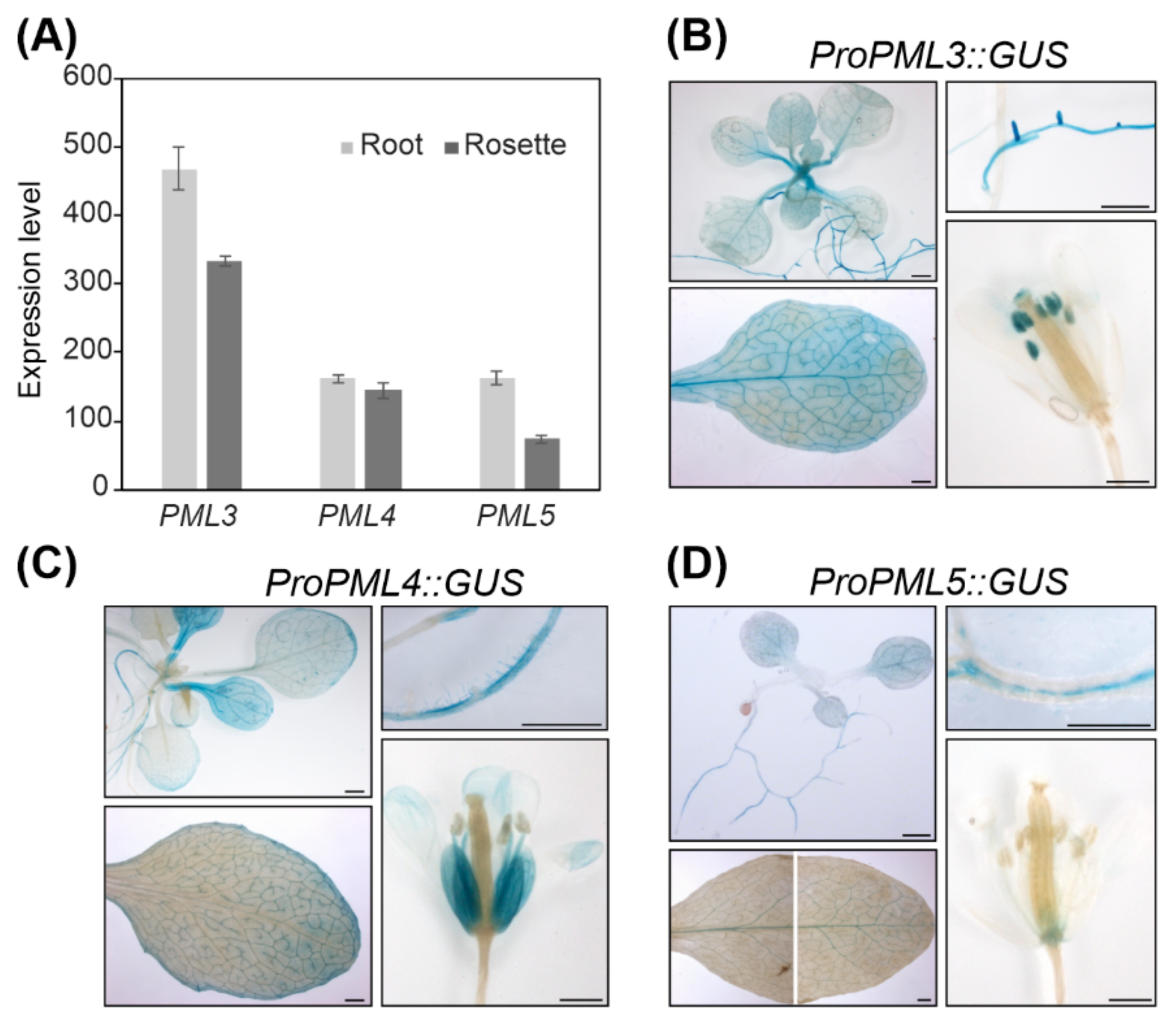 Plants 09 00239 g004
