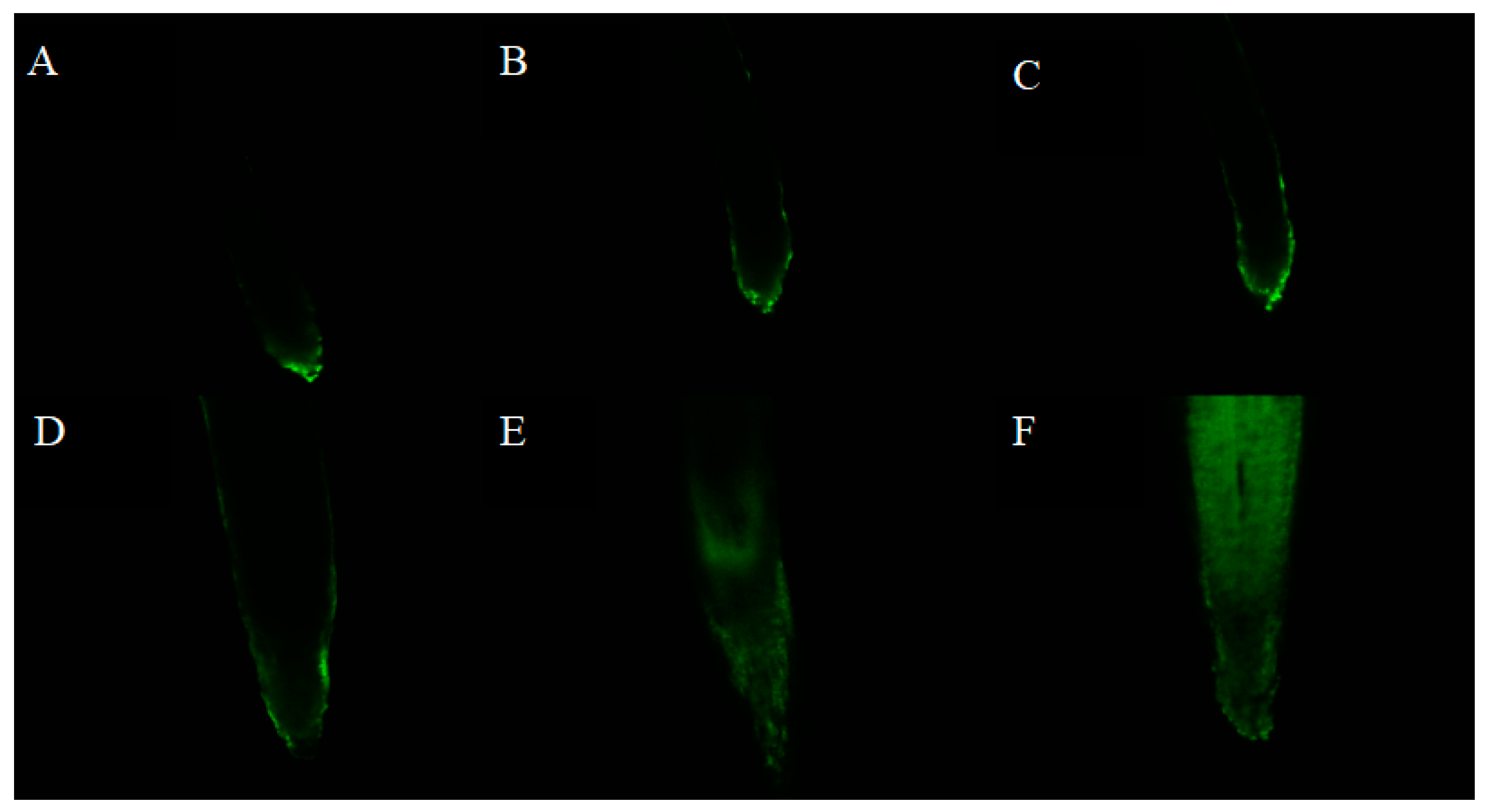 Plants 09 00245 g004
