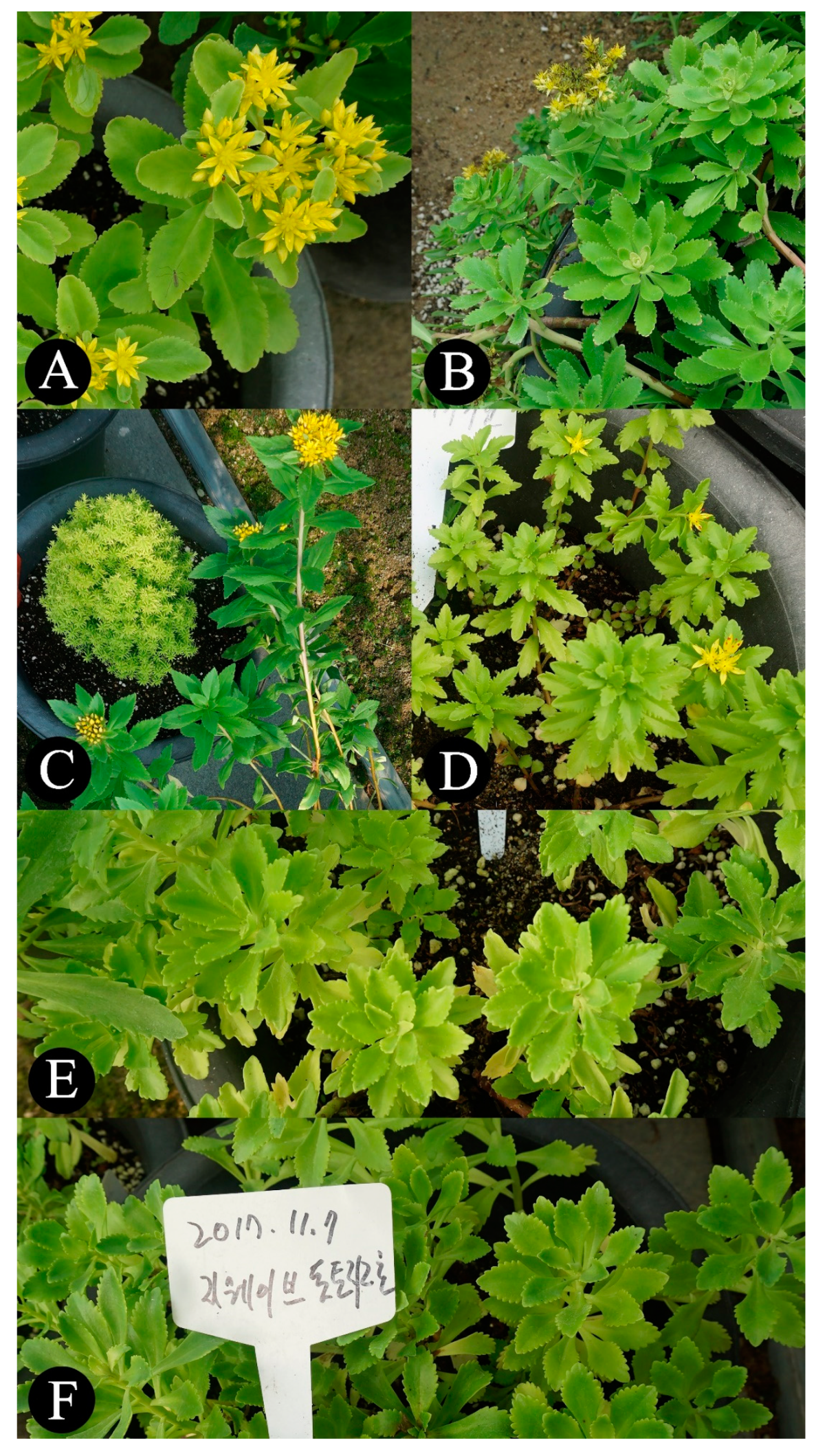 Plants 09 00254 g001