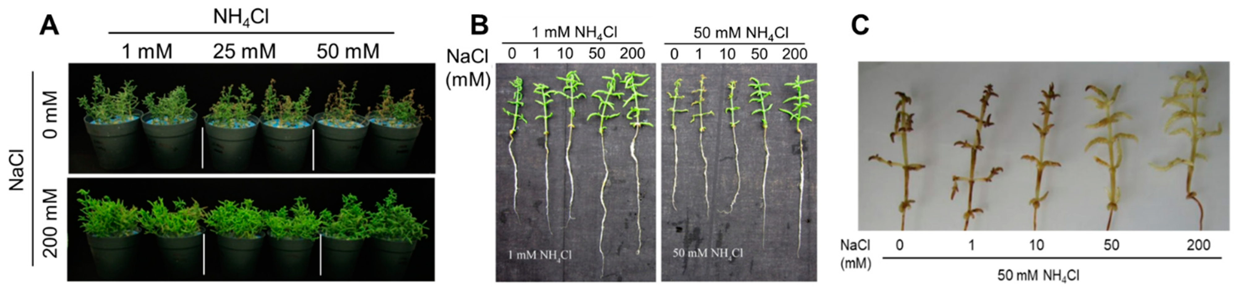 Plants 09 00257 g002