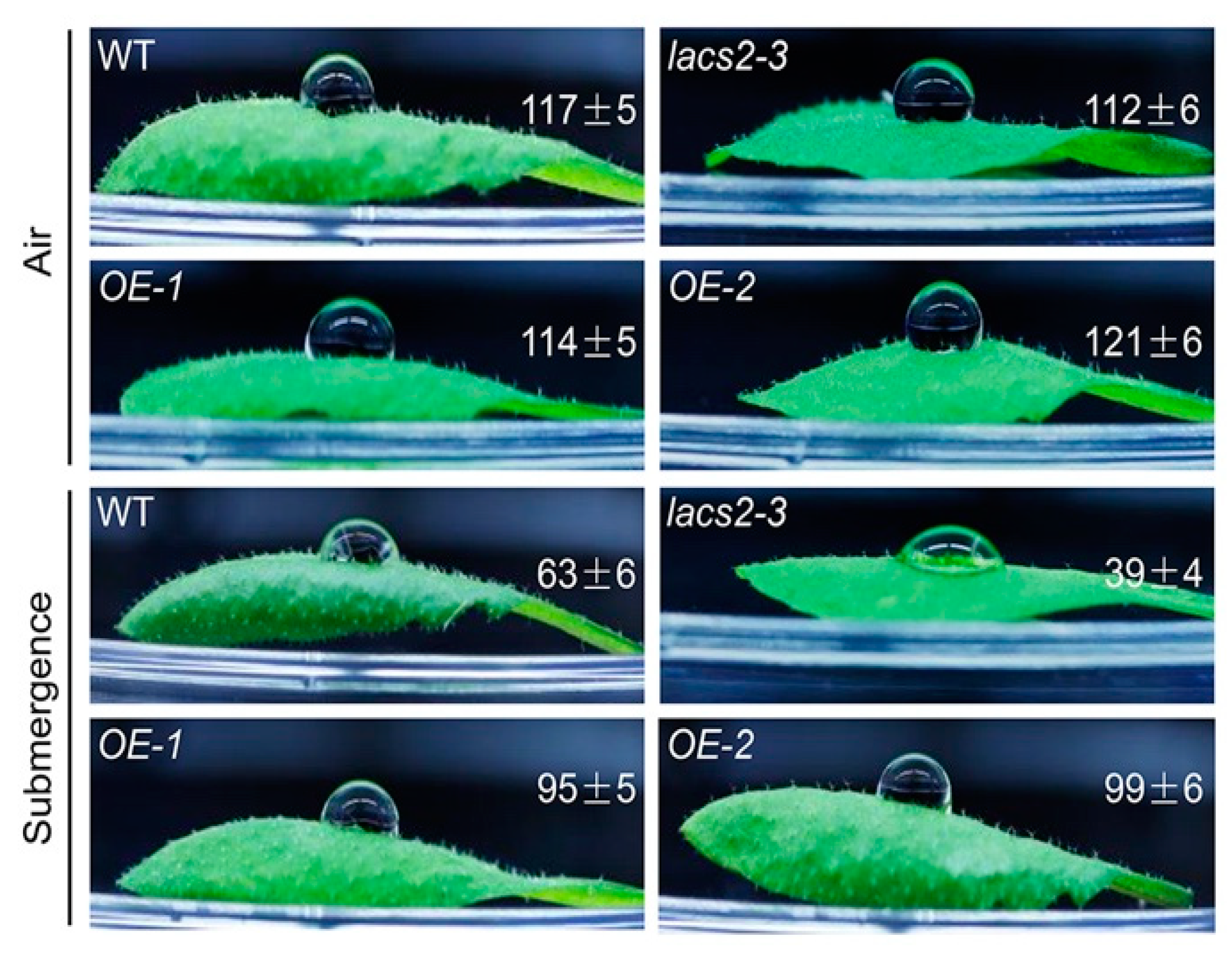 Plants 09 00262 g001