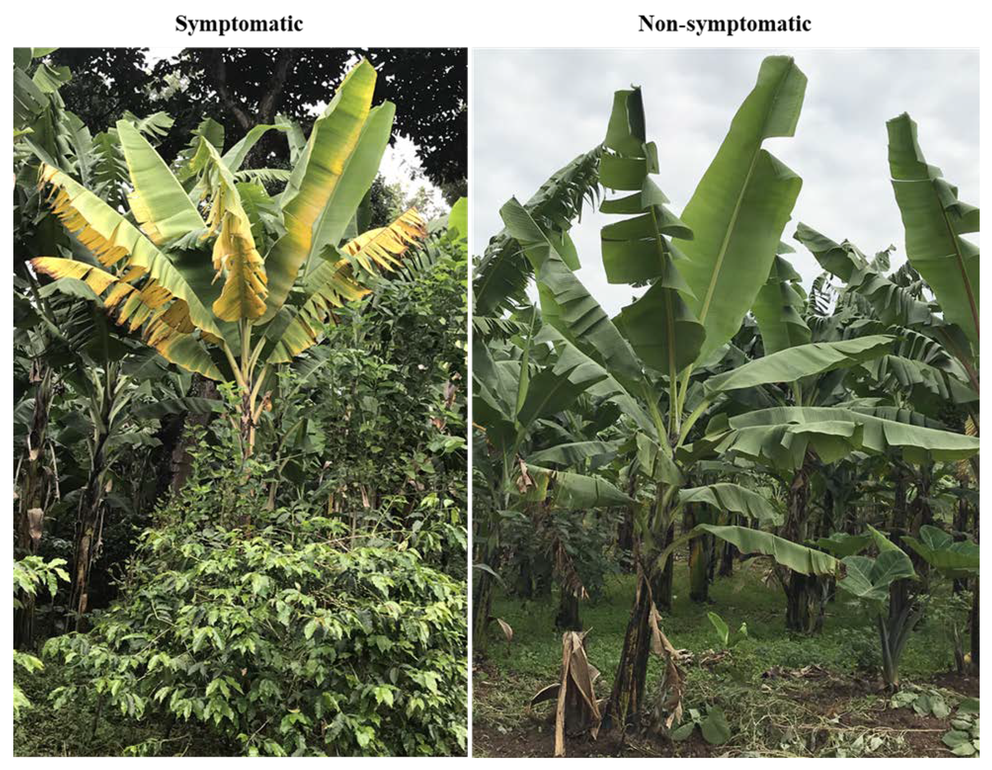 Plants 09 00263 g005