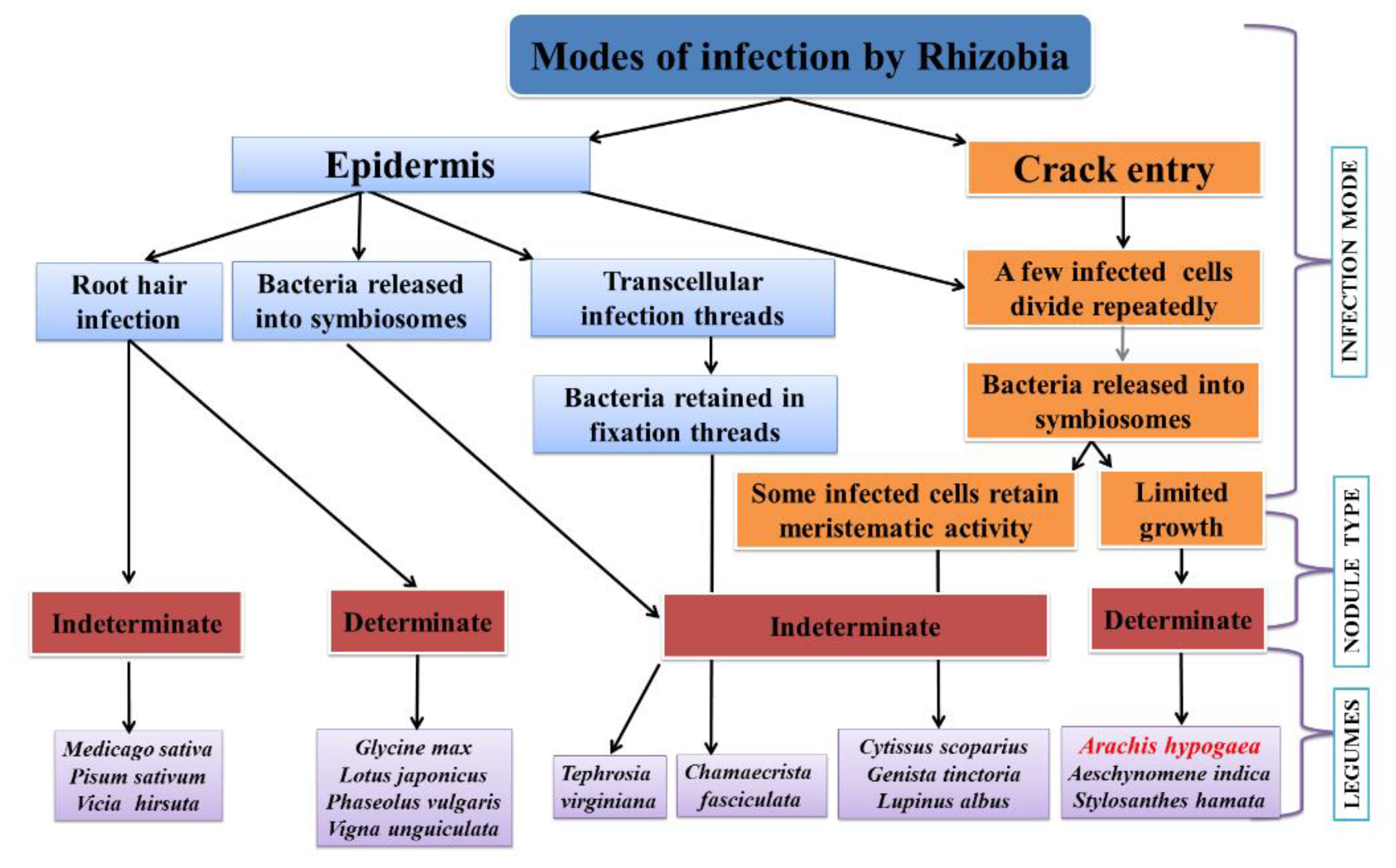 Plants 09 00276 g001