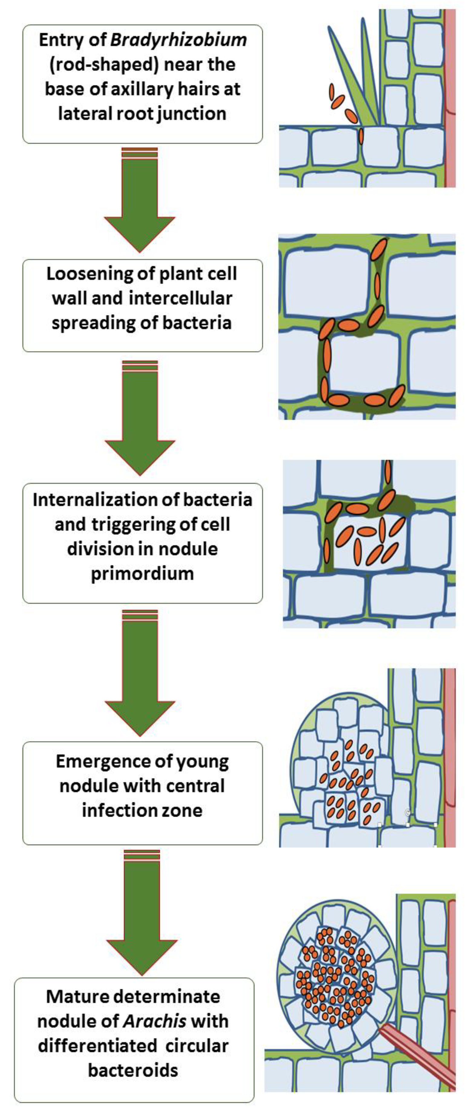 Plants 09 00276 g003