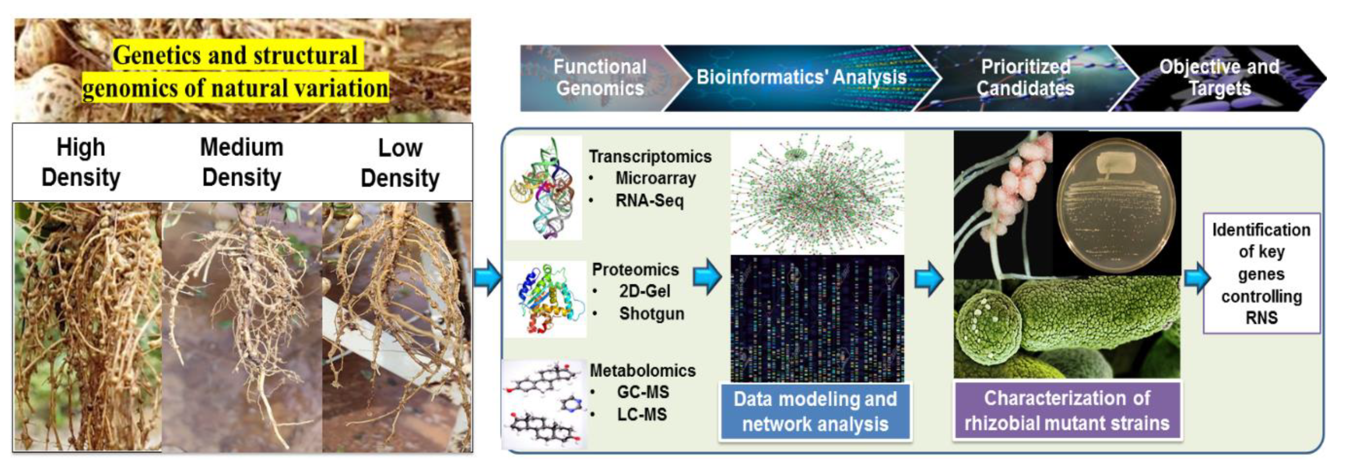Plants 09 00276 g004