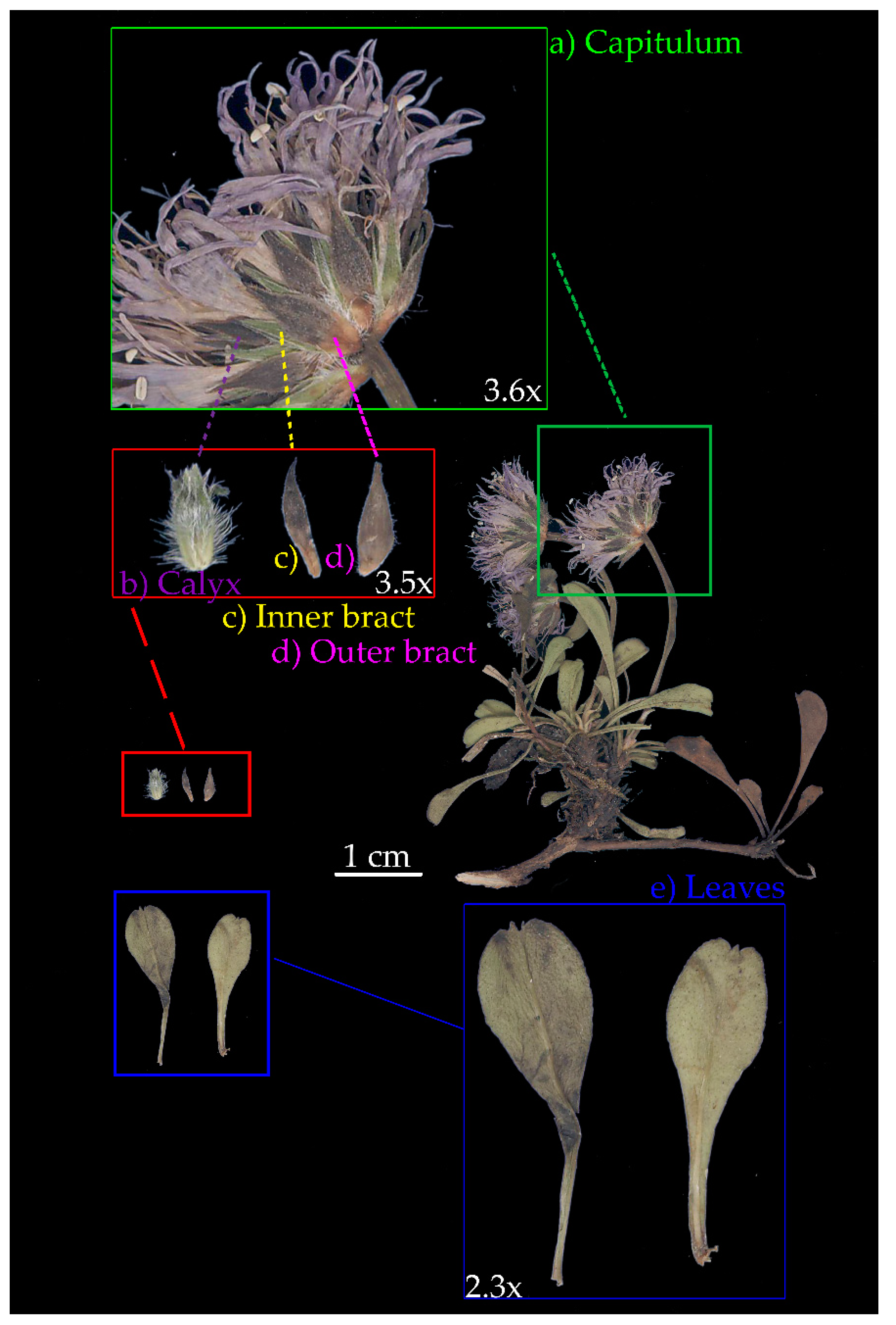 Plants 09 00314 g008