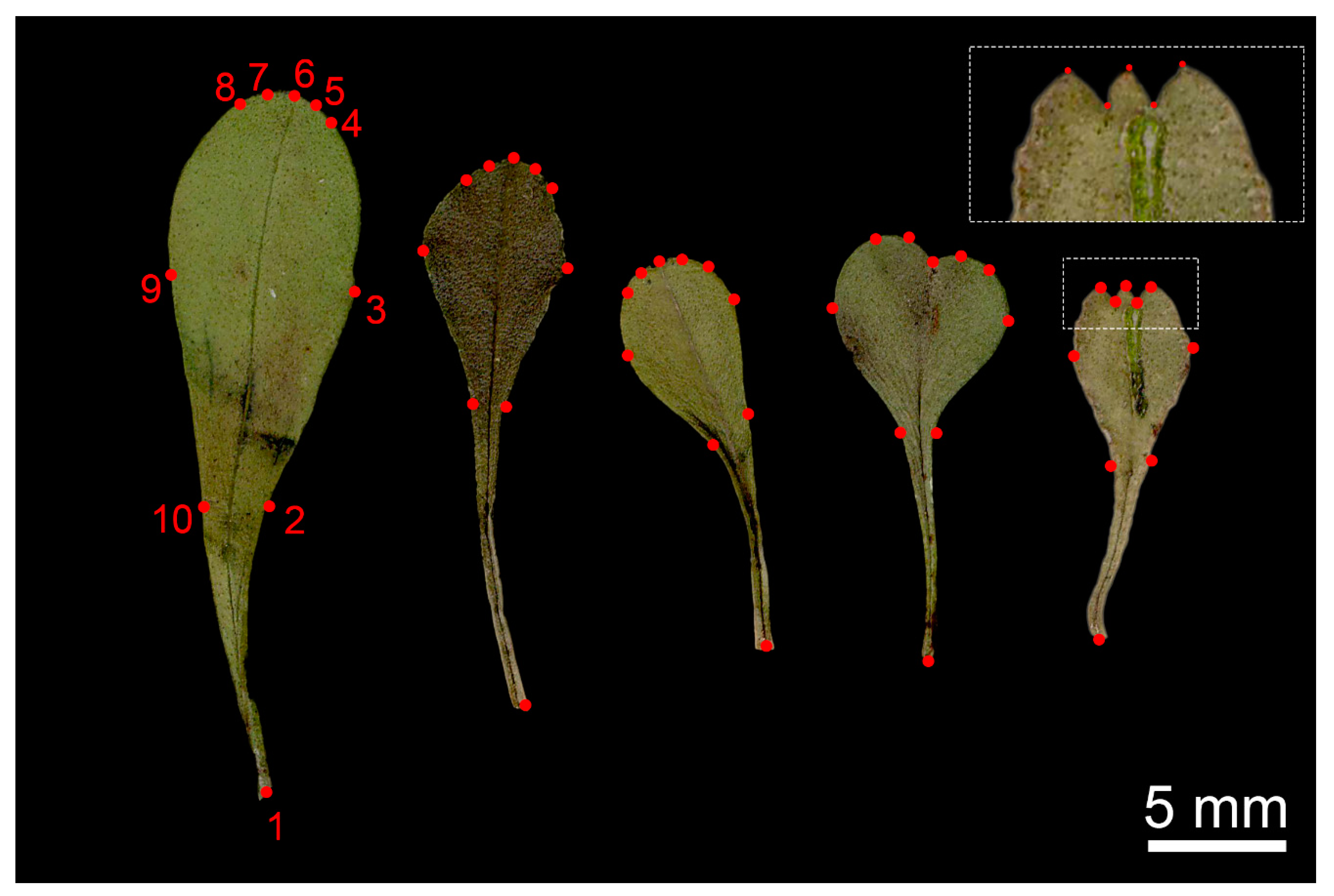 Plants 09 00314 g009