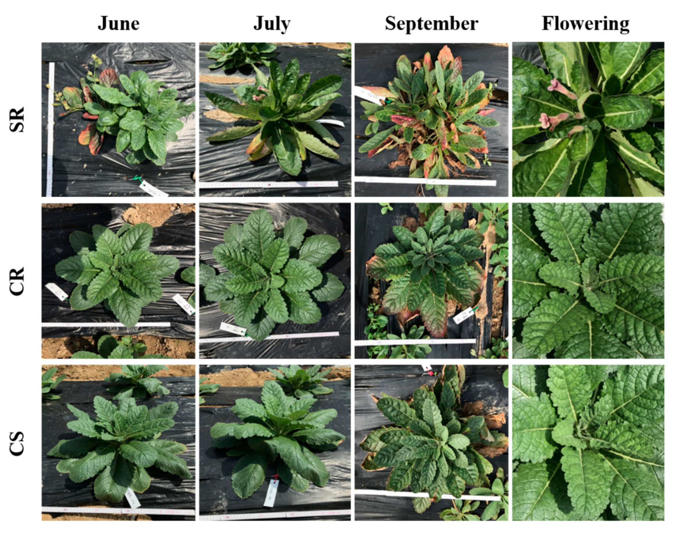 Plants 09 00317 g001 Plants 09 00317 g001