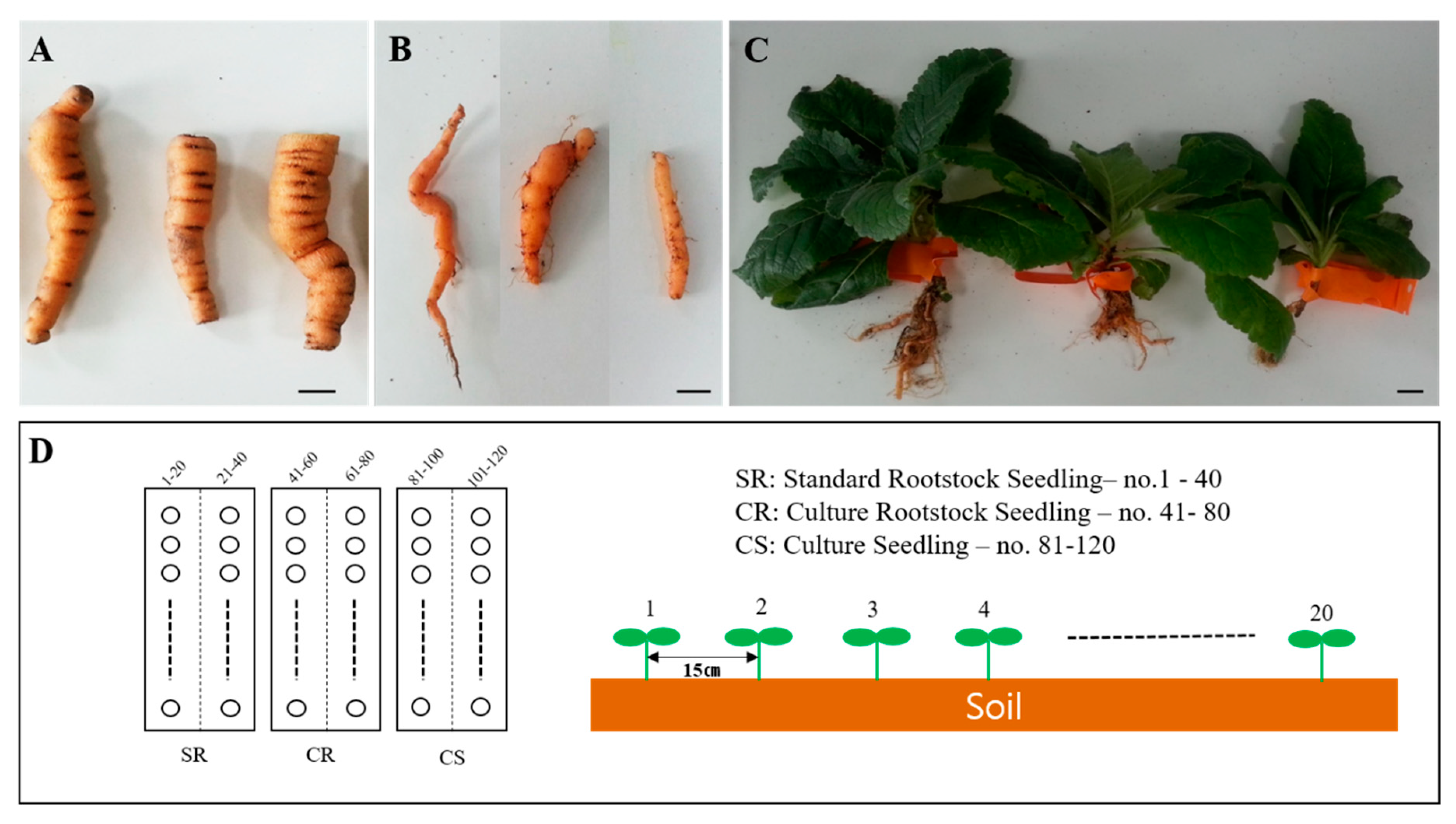 Plants 09 00317 g006 Plants 09 00317 g006