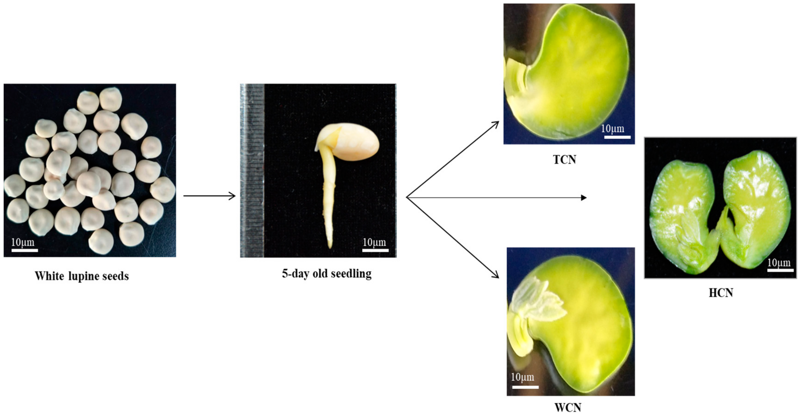 Plants 09 00318 g001 Plants 09 00318 g001