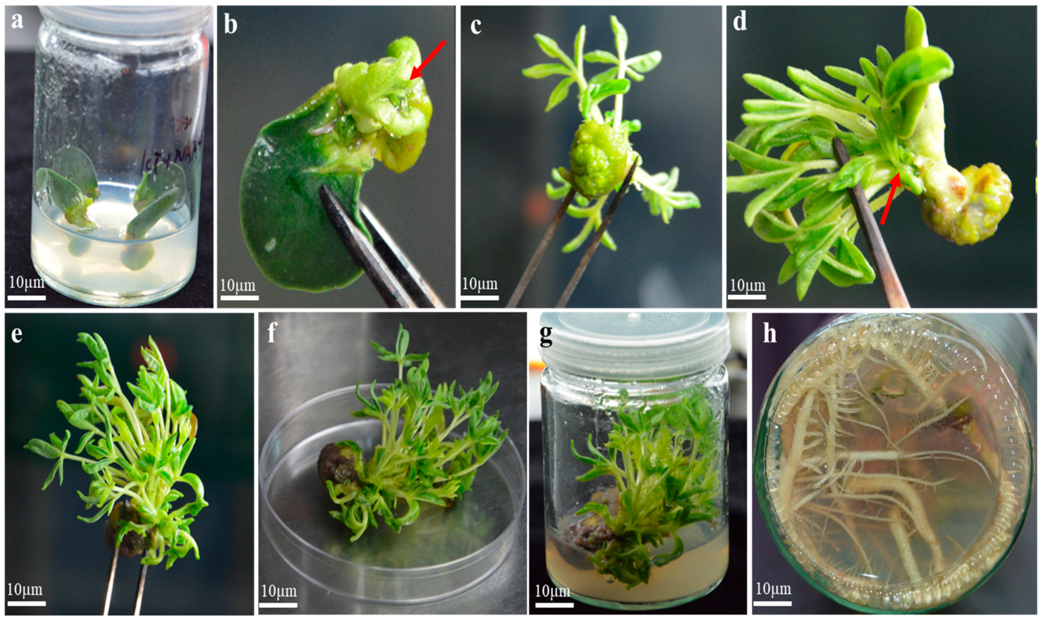 Plants 09 00318 g004 Plants 09 00318 g004