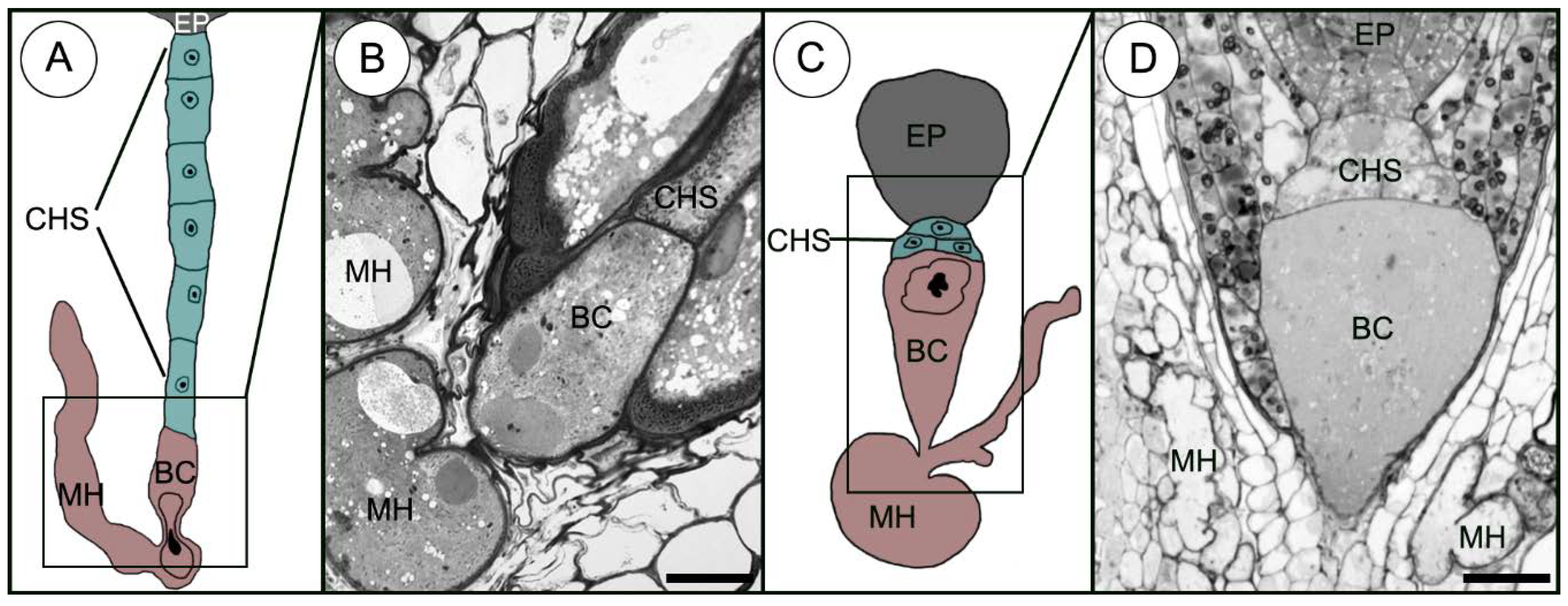 Plants 09 00320 g001