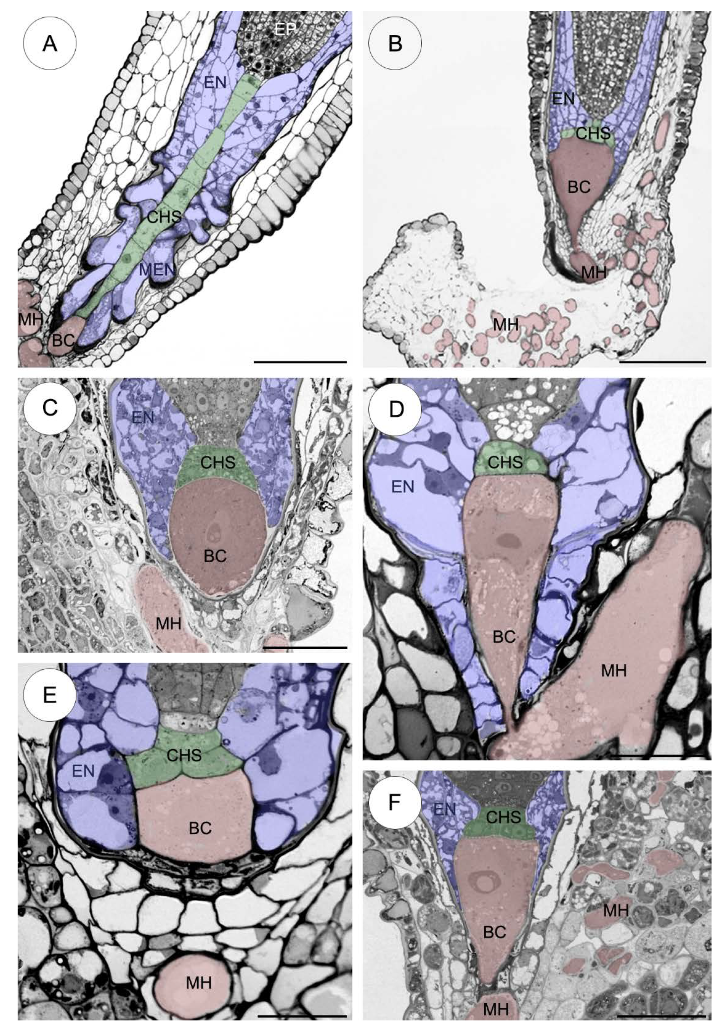 Plants 09 00320 g002